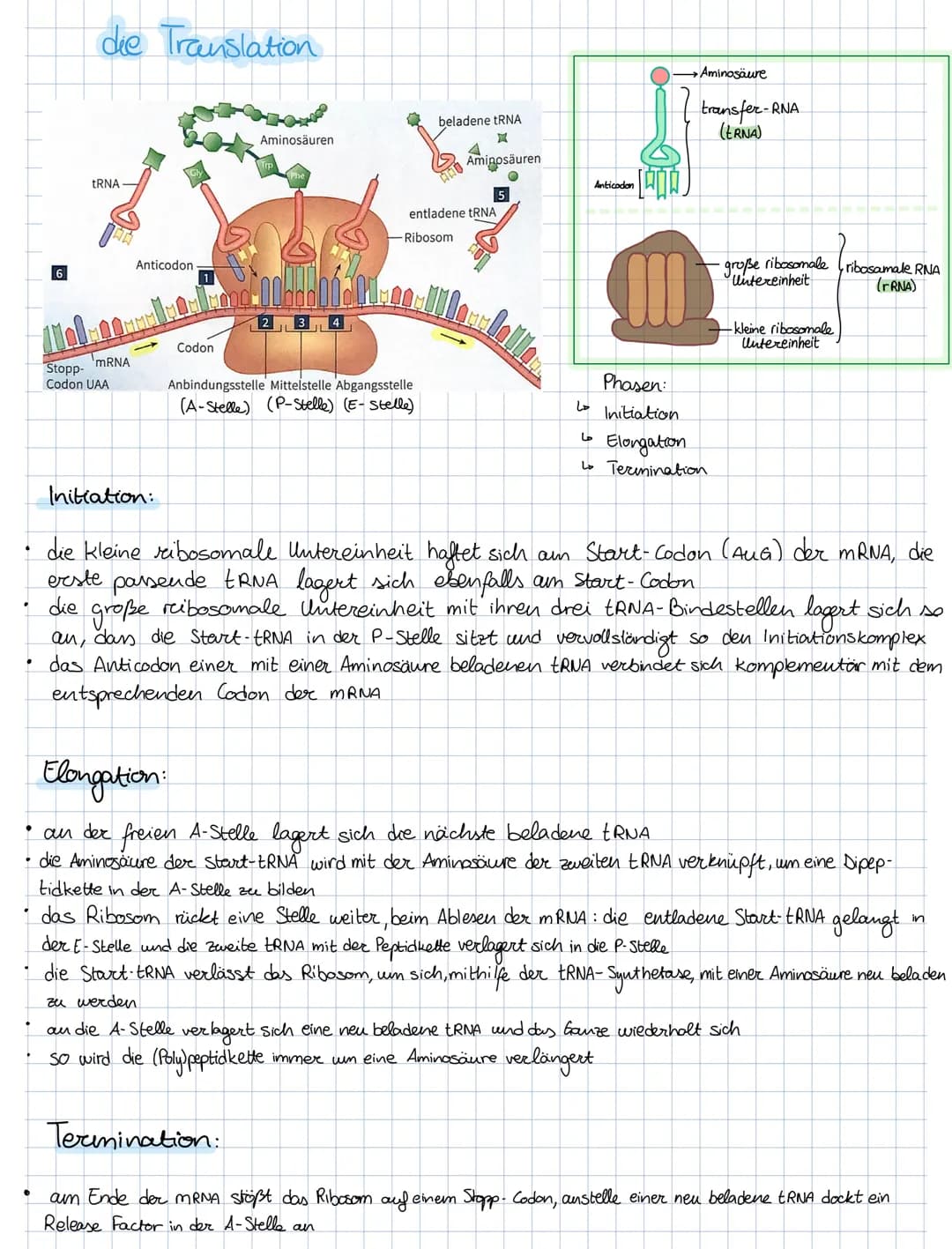 Lo
Informationen
beteiligt sind.
die Transkription
Stopp-Sequenz
(Terminator)
4
ما
die Bedeutung der Protein biosynthese
Protein biosynthese