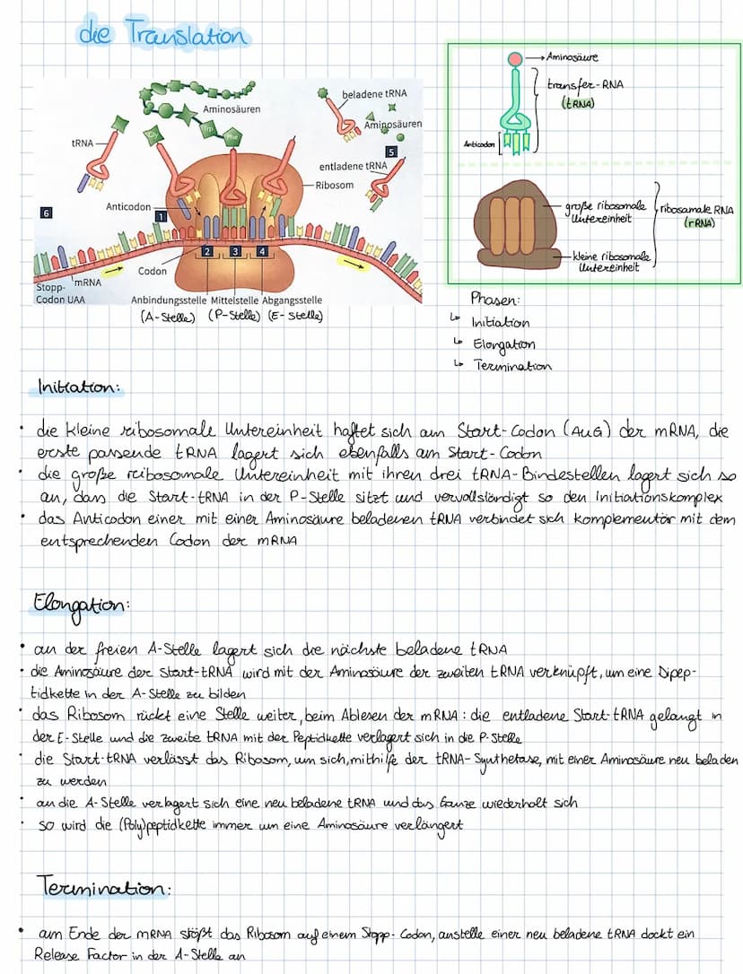 Lo
Informationen
beteiligt sind.
die Transkription
Stopp-Sequenz
(Terminator)
4
ما
die Bedeutung der Protein biosynthese
Protein biosynthese