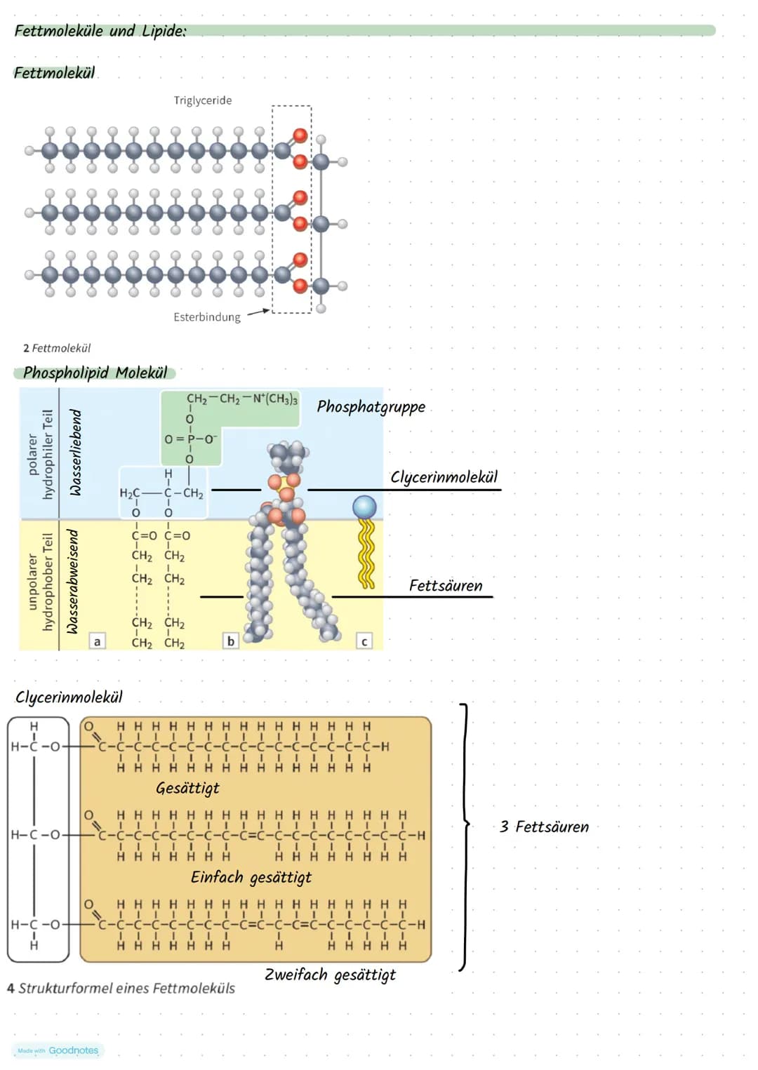Made with Goodnotes
Stoffwechselphysiologie Die Pflanzen Zelle und ihre Bestandteile:
5.
Funktionen:
Zellkern:
3.
.
Mitochondrien:
2.
.
Golg