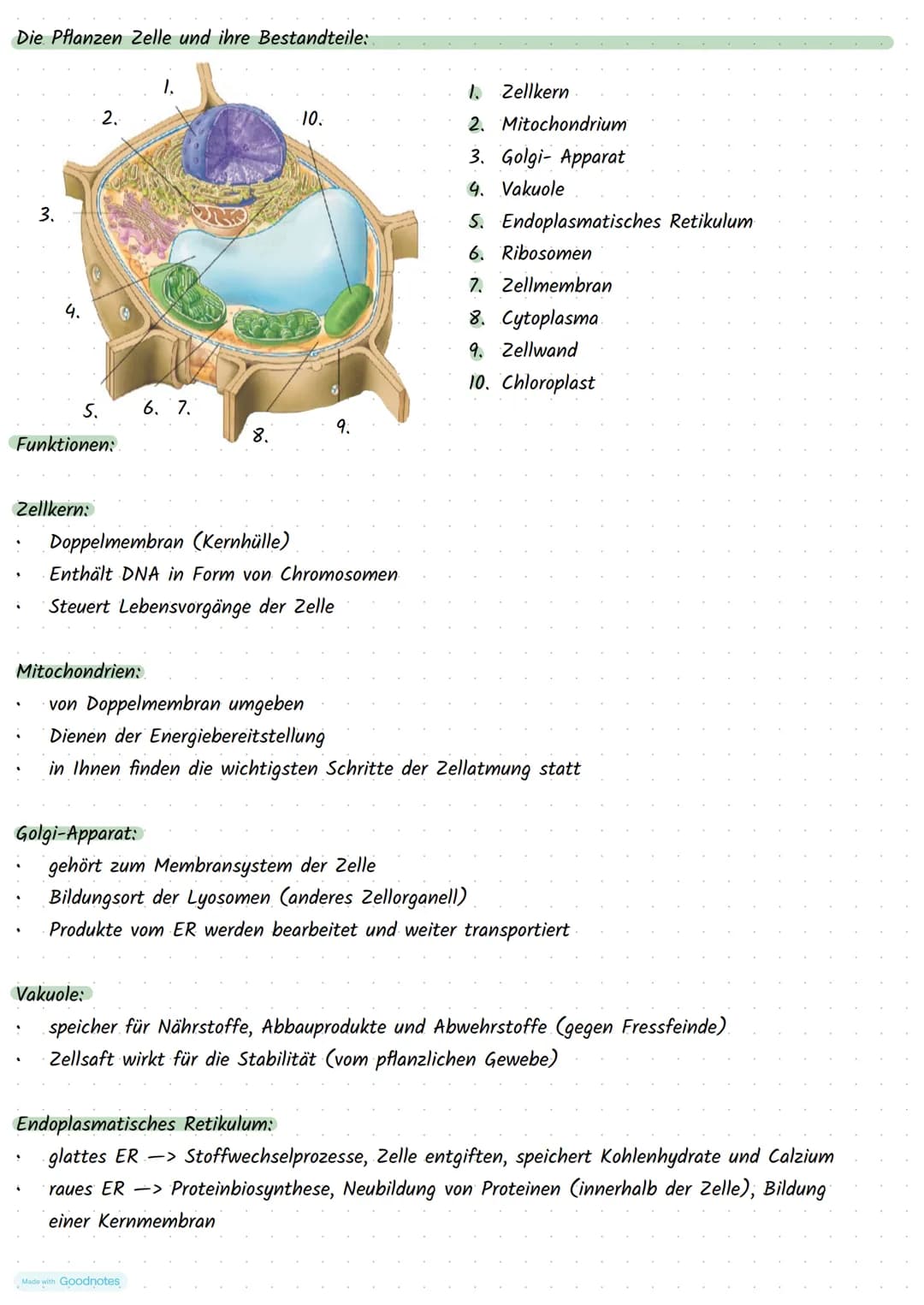 Made with Goodnotes
Stoffwechselphysiologie Die Pflanzen Zelle und ihre Bestandteile:
5.
Funktionen:
Zellkern:
3.
.
Mitochondrien:
2.
.
Golg