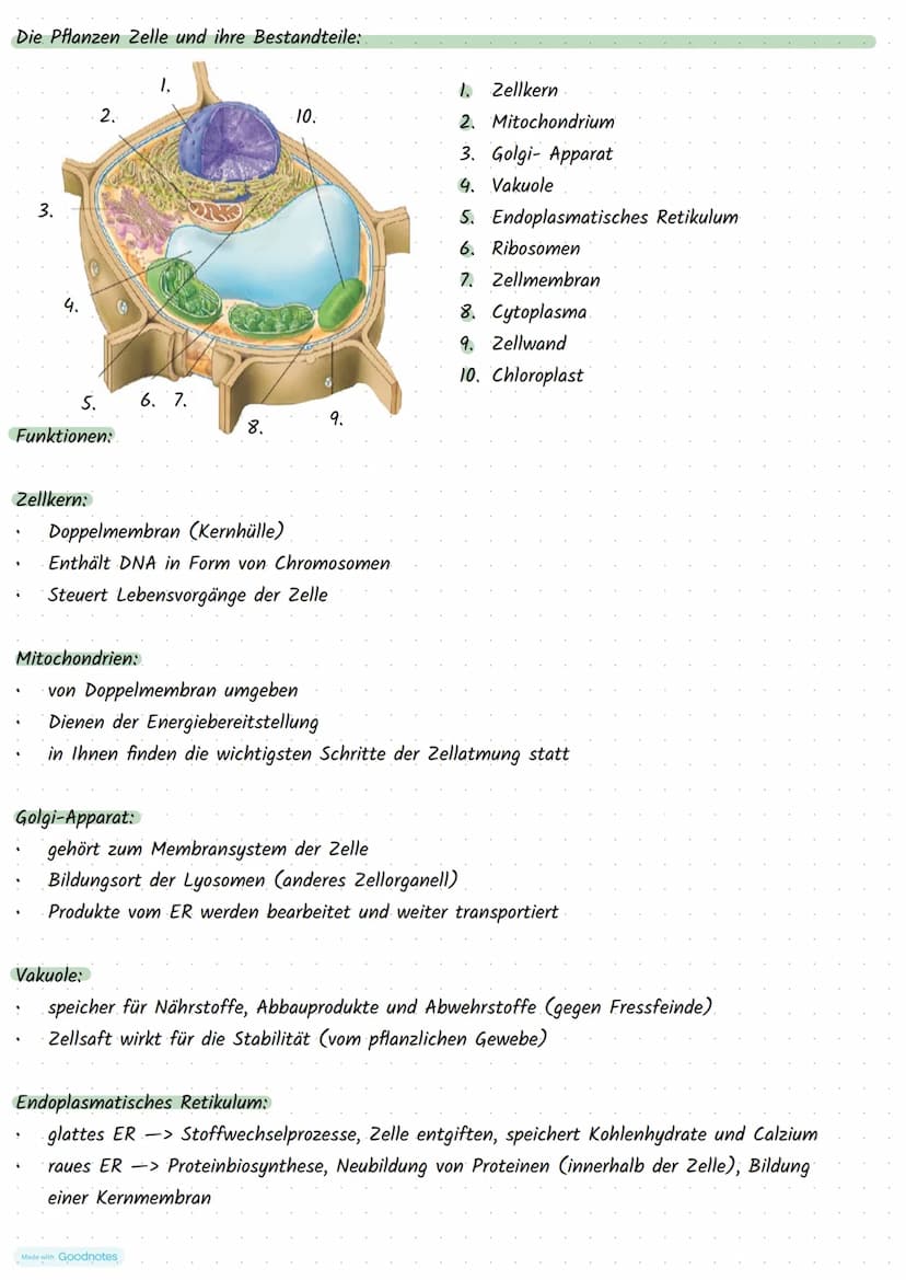 Made with Goodnotes
Stoffwechselphysiologie Die Pflanzen Zelle und ihre Bestandteile:
5.
Funktionen:
Zellkern:
3.
.
Mitochondrien:
2.
.
Golg