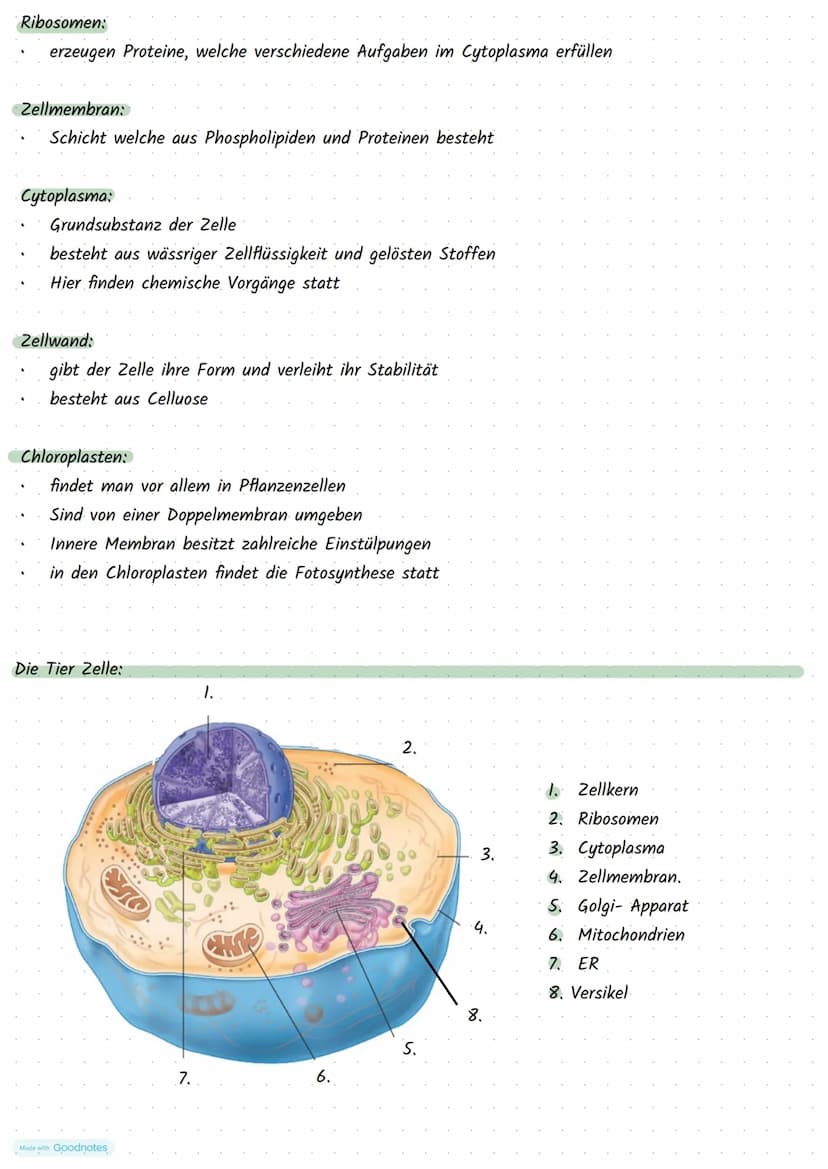 Made with Goodnotes
Stoffwechselphysiologie Die Pflanzen Zelle und ihre Bestandteile:
5.
Funktionen:
Zellkern:
3.
.
Mitochondrien:
2.
.
Golg