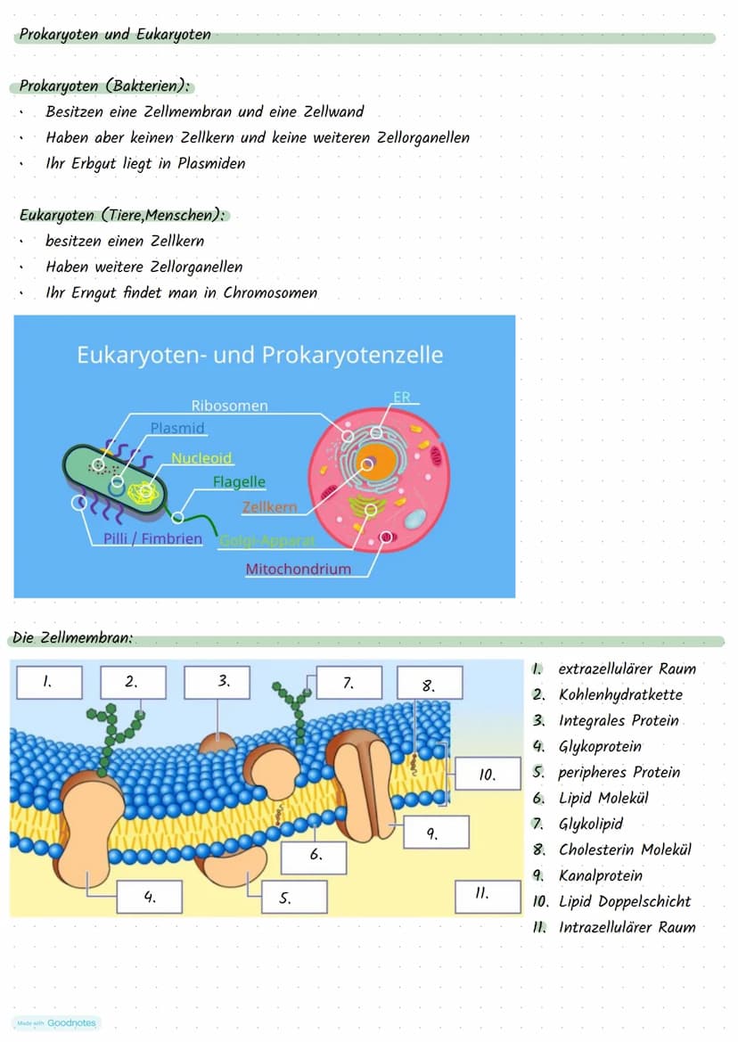 Made with Goodnotes
Stoffwechselphysiologie Die Pflanzen Zelle und ihre Bestandteile:
5.
Funktionen:
Zellkern:
3.
.
Mitochondrien:
2.
.
Golg