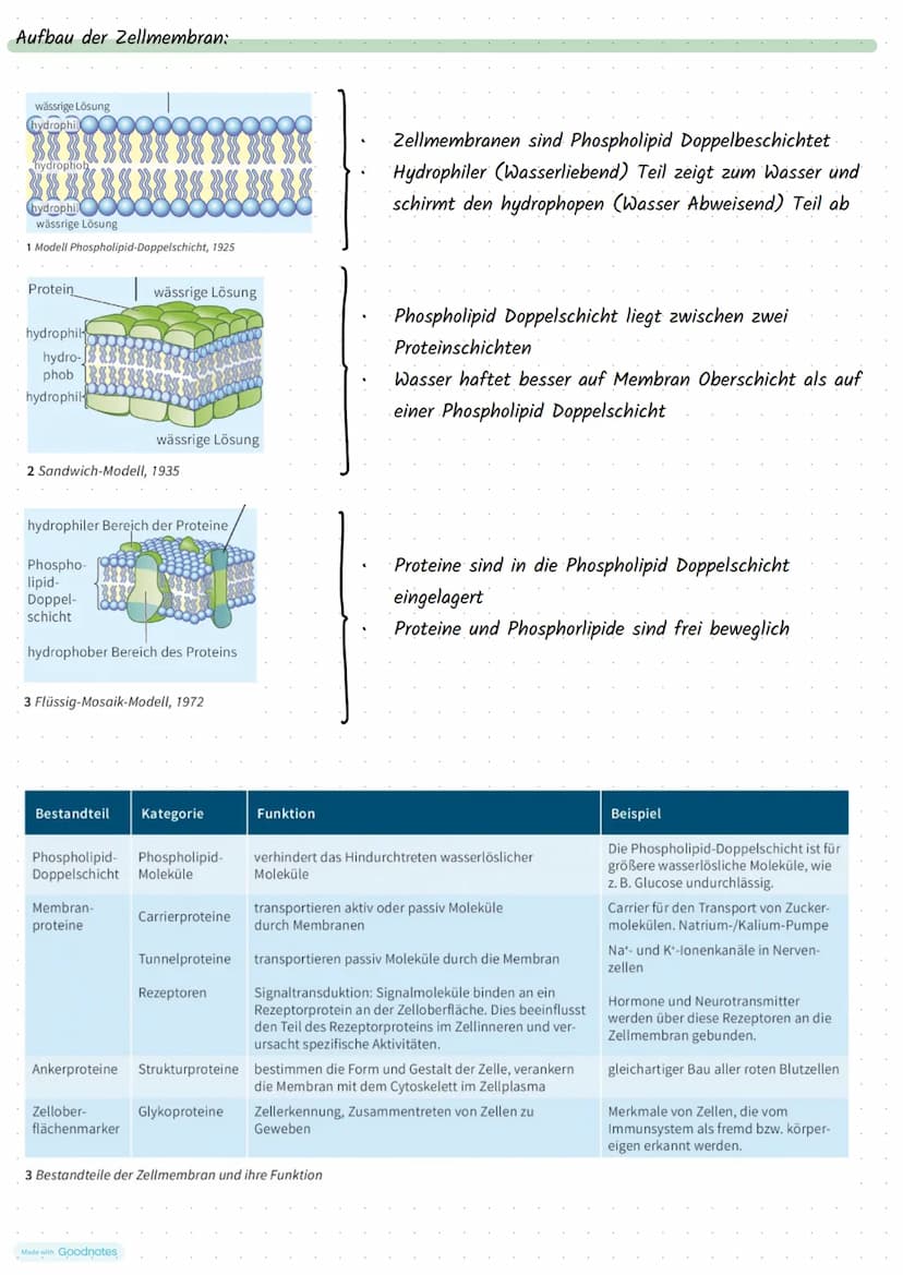 Made with Goodnotes
Stoffwechselphysiologie Die Pflanzen Zelle und ihre Bestandteile:
5.
Funktionen:
Zellkern:
3.
.
Mitochondrien:
2.
.
Golg