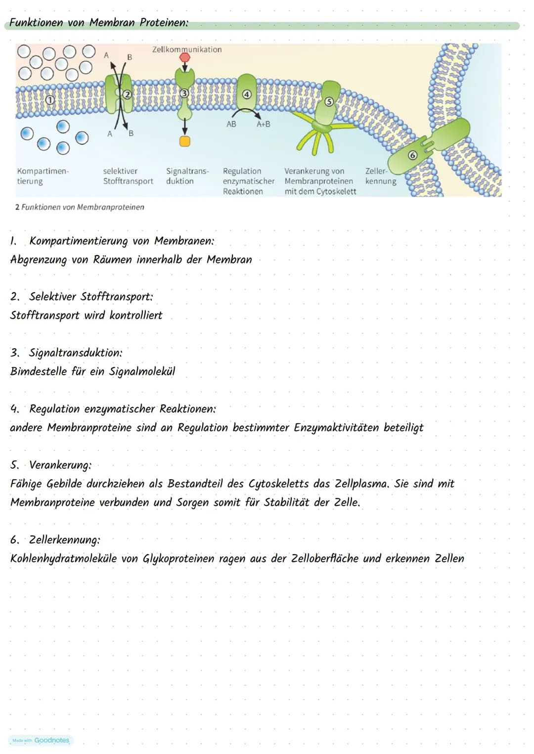 Made with Goodnotes
Stoffwechselphysiologie Die Pflanzen Zelle und ihre Bestandteile:
5.
Funktionen:
Zellkern:
3.
.
Mitochondrien:
2.
.
Golg