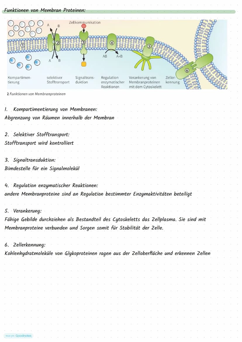 Made with Goodnotes
Stoffwechselphysiologie Die Pflanzen Zelle und ihre Bestandteile:
5.
Funktionen:
Zellkern:
3.
.
Mitochondrien:
2.
.
Golg