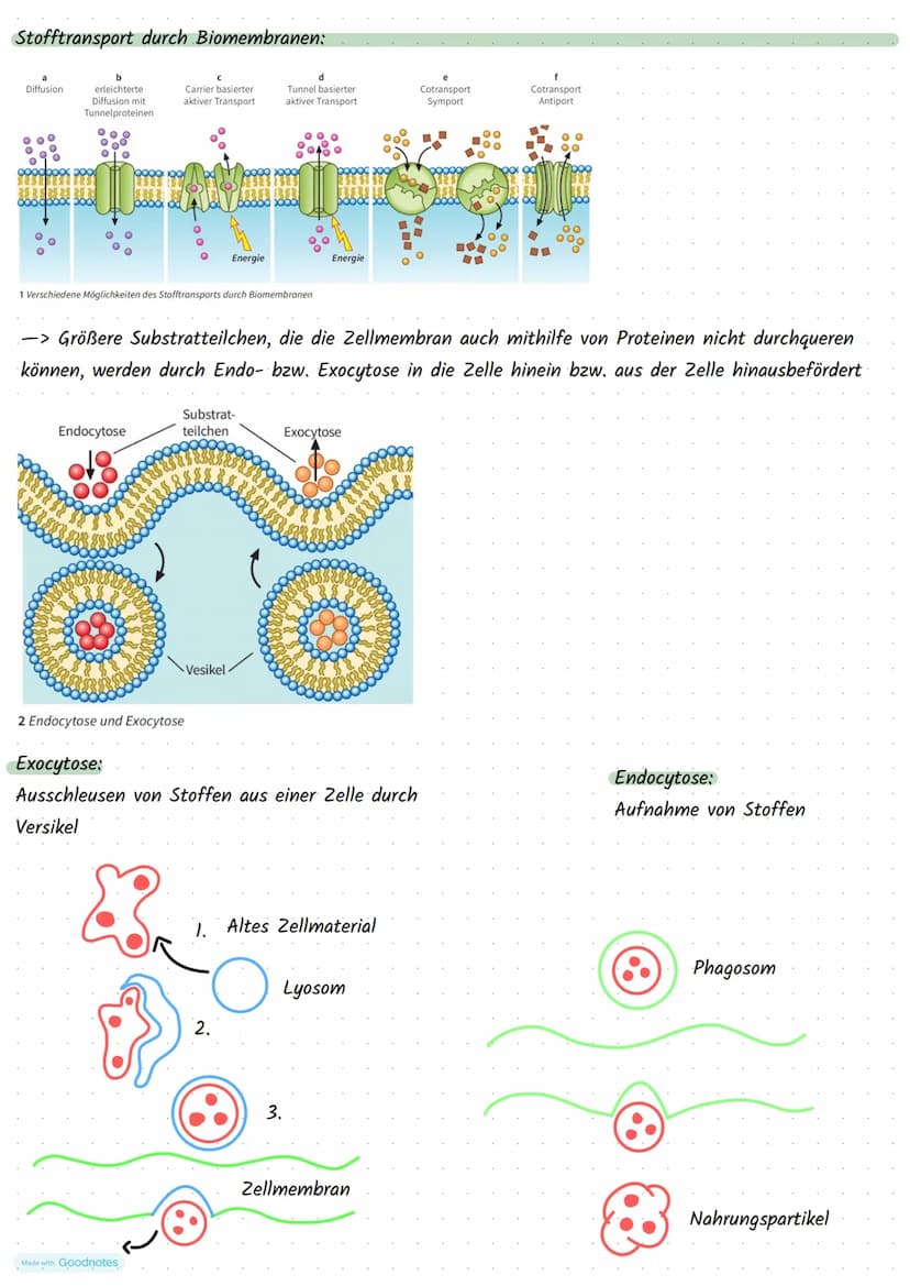 Made with Goodnotes
Stoffwechselphysiologie Die Pflanzen Zelle und ihre Bestandteile:
5.
Funktionen:
Zellkern:
3.
.
Mitochondrien:
2.
.
Golg
