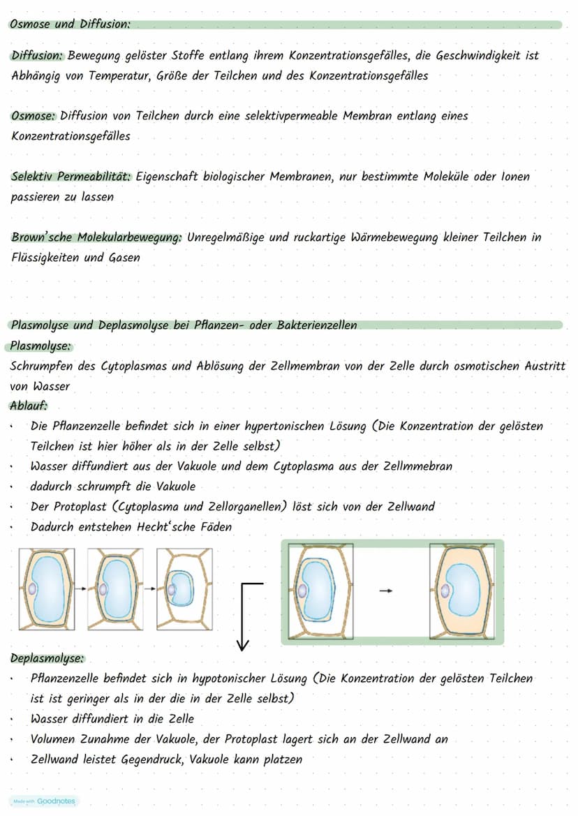 Made with Goodnotes
Stoffwechselphysiologie Die Pflanzen Zelle und ihre Bestandteile:
5.
Funktionen:
Zellkern:
3.
.
Mitochondrien:
2.
.
Golg