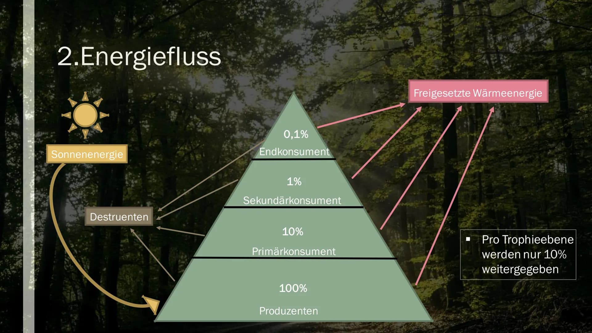STOFF- UND ENERGIEFLUSS IN
ÖKOSYSTEMEN
Von Maya Zorn Gliederung
1. Stoffkreislauf
2. Energiekreislauf
3. Kohlenstoffkreislauf
4. Stickstoffk