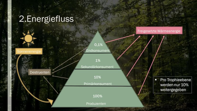 STOFF- UND ENERGIEFLUSS IN
ÖKOSYSTEMEN
Von Maya Zorn Gliederung
1. Stoffkreislauf
2. Energiekreislauf
3. Kohlenstoffkreislauf
4. Stickstoffk