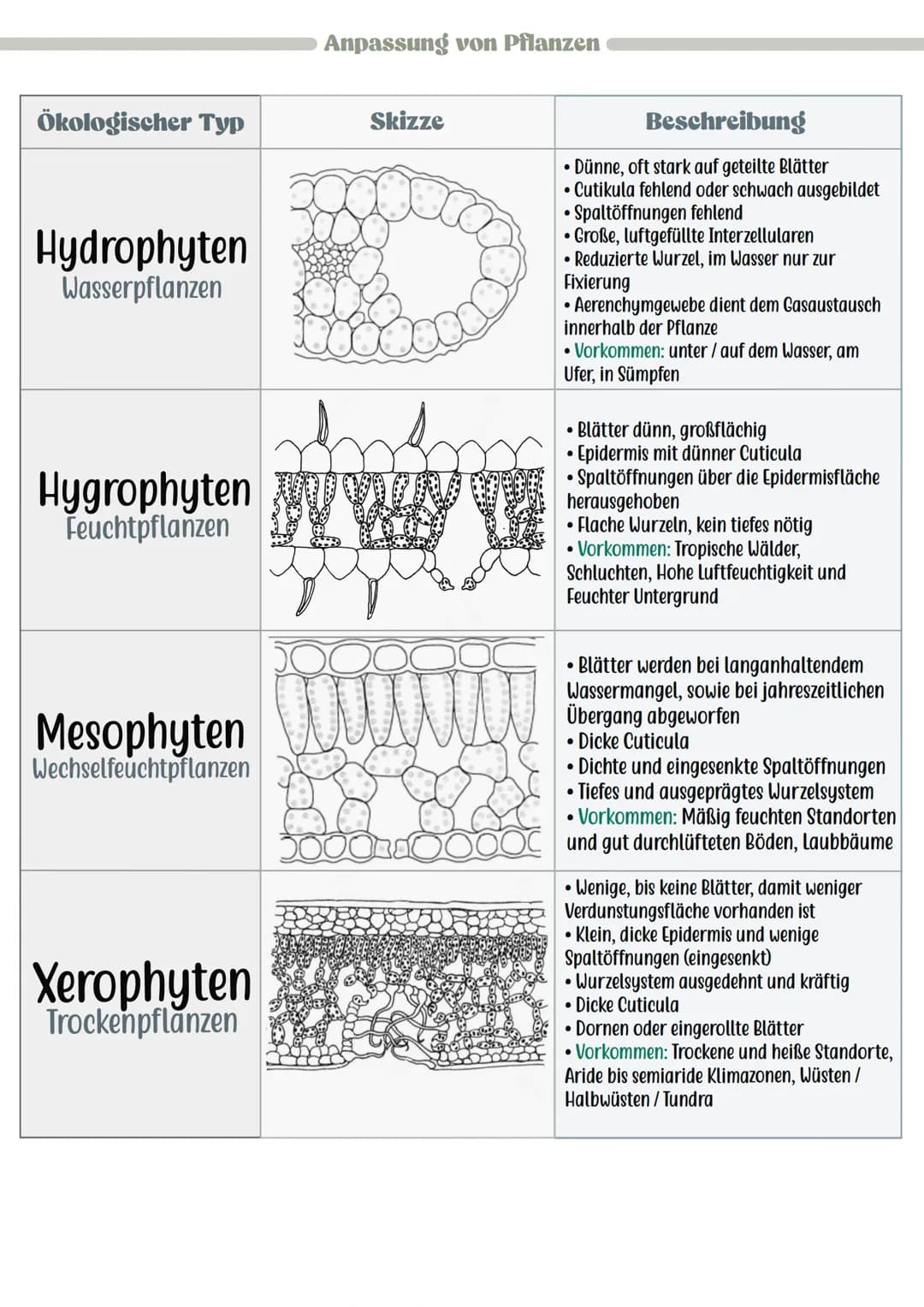 Reaktion der Lebewesen
Minimum
Pessimum
Ökologie
Optimum
Präferendum
Wasser
• Wesentlicher und lebensnotwendiger Bestandteil von Lebewesen
(