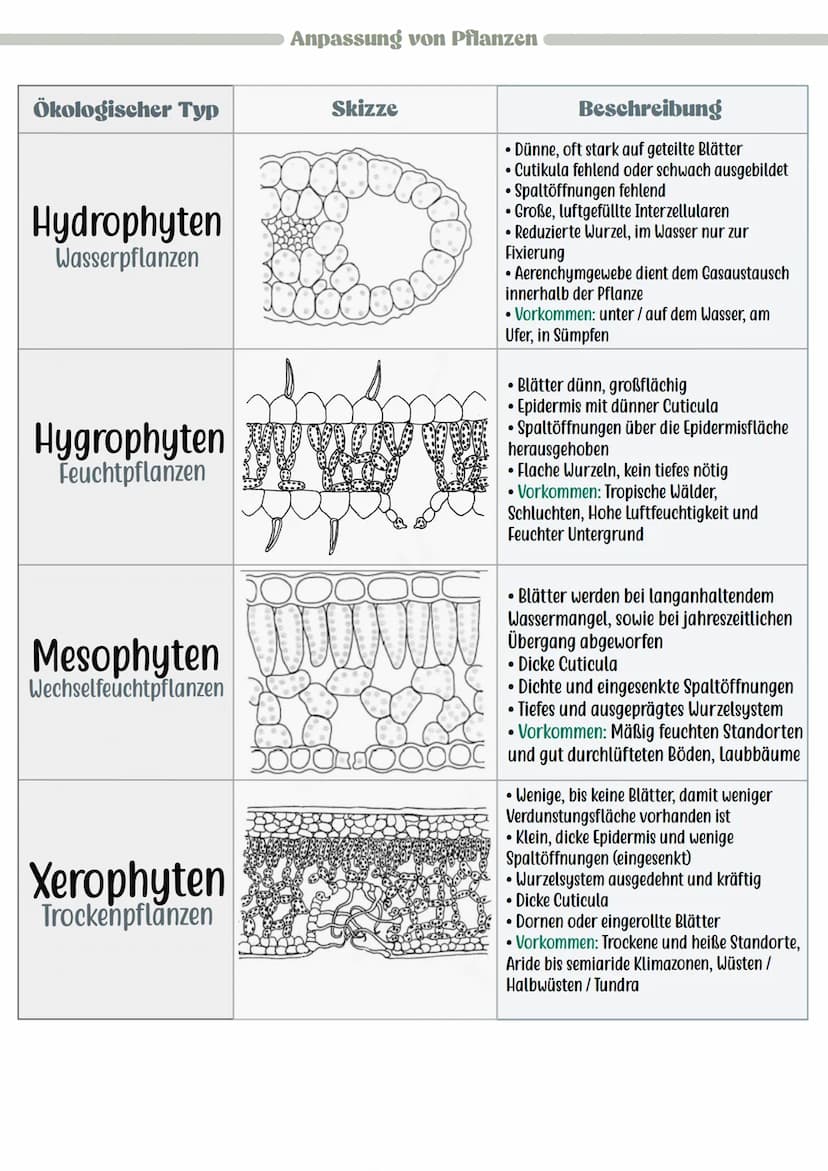 Reaktion der Lebewesen
Minimum
Pessimum
Ökologie
Optimum
Präferendum
Wasser
• Wesentlicher und lebensnotwendiger Bestandteil von Lebewesen
(