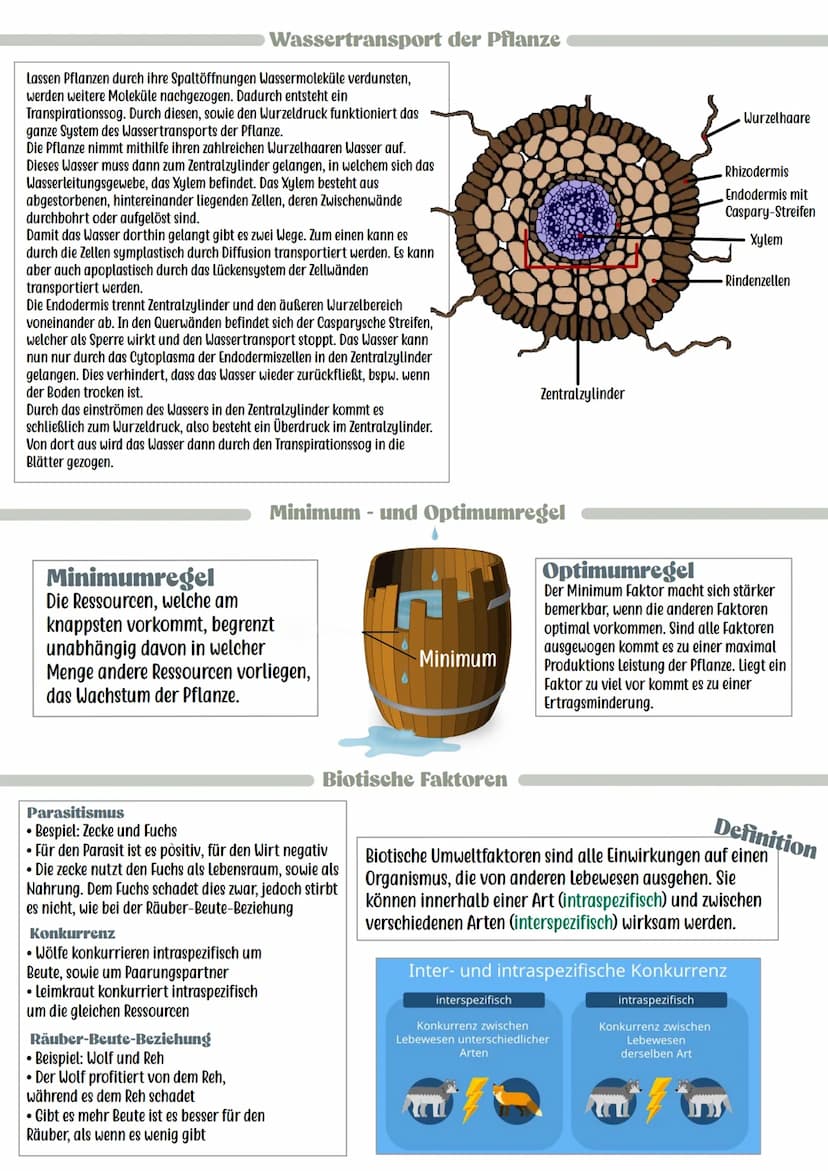Reaktion der Lebewesen
Minimum
Pessimum
Ökologie
Optimum
Präferendum
Wasser
• Wesentlicher und lebensnotwendiger Bestandteil von Lebewesen
(