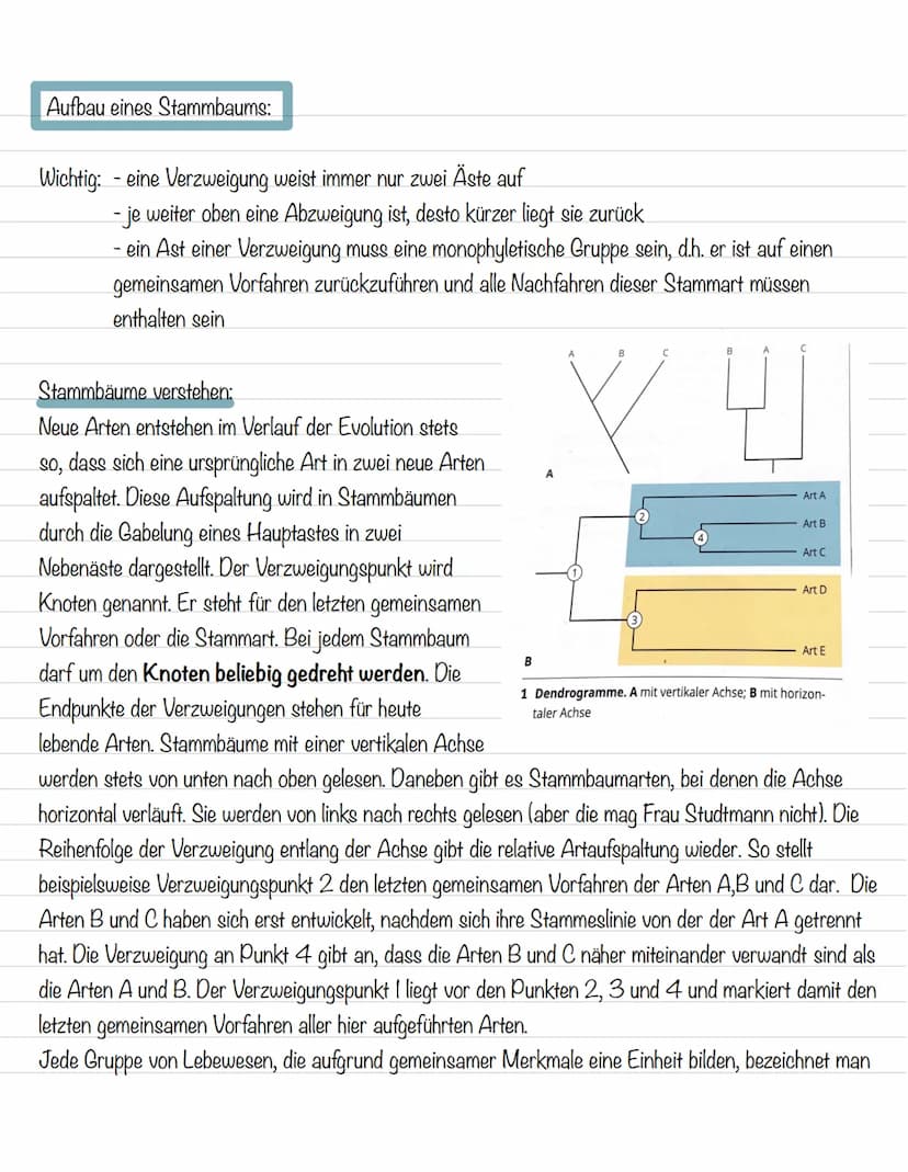  Ordnung in der Vielfalt
Morphologische Merkmale:
Strukturen und Formen von Lebewesen
Morphologischer Artbegriff:
Alle Individuen gehören zu