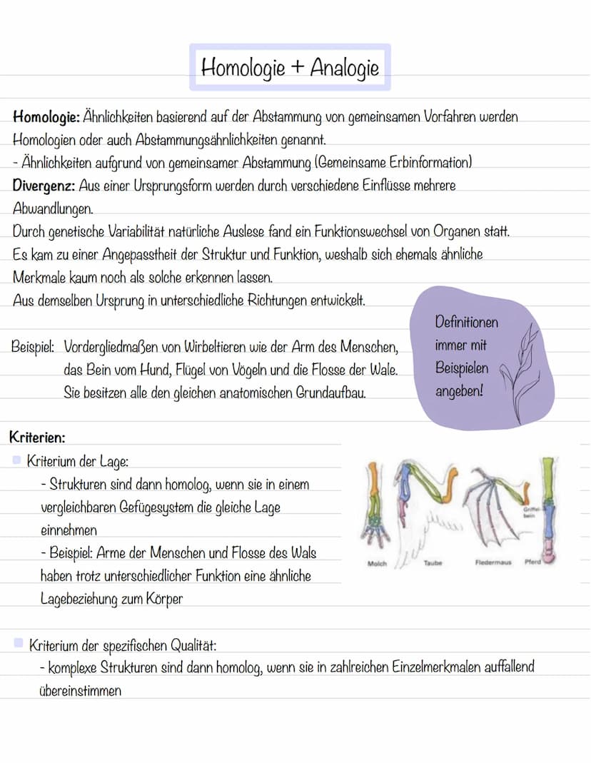  Ordnung in der Vielfalt
Morphologische Merkmale:
Strukturen und Formen von Lebewesen
Morphologischer Artbegriff:
Alle Individuen gehören zu