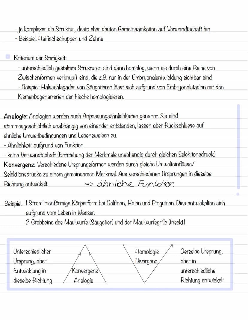  Ordnung in der Vielfalt
Morphologische Merkmale:
Strukturen und Formen von Lebewesen
Morphologischer Artbegriff:
Alle Individuen gehören zu
