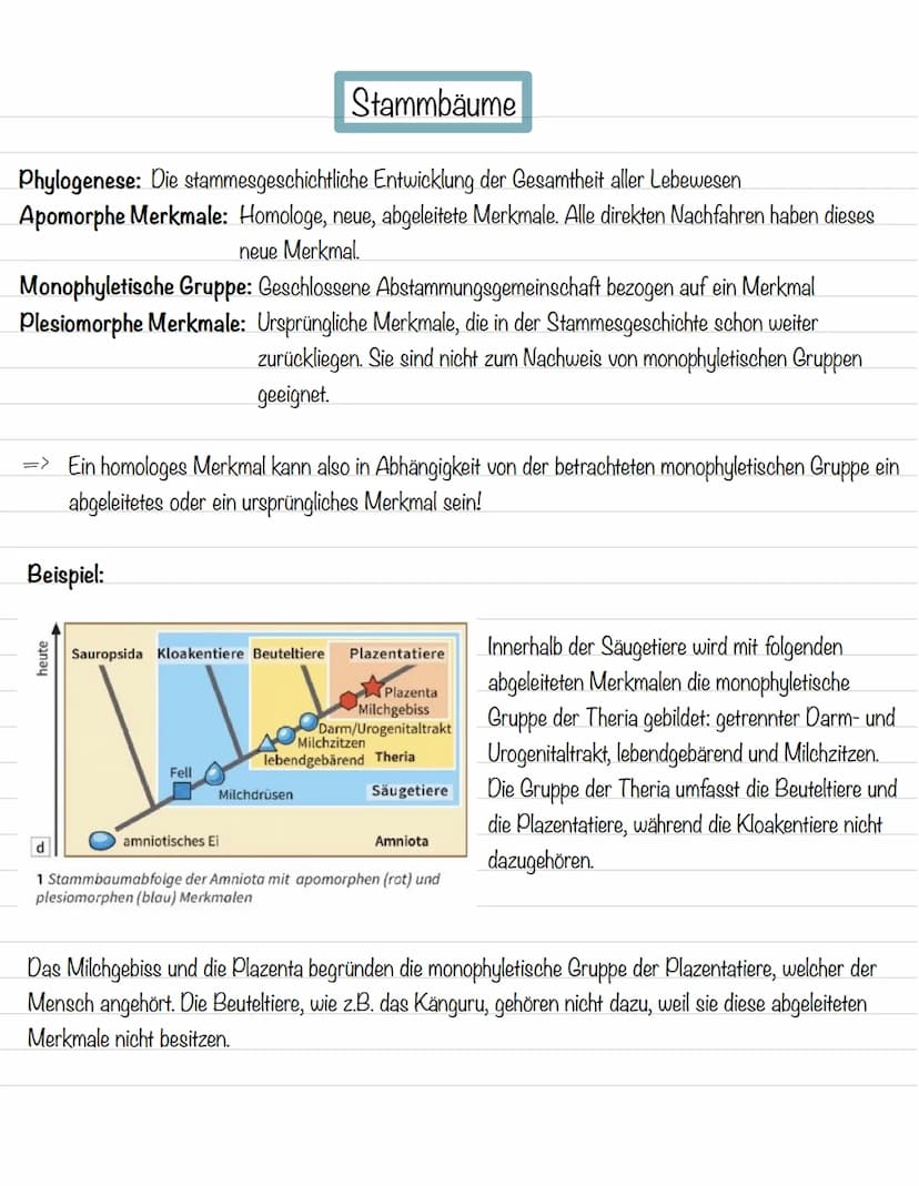  Ordnung in der Vielfalt
Morphologische Merkmale:
Strukturen und Formen von Lebewesen
Morphologischer Artbegriff:
Alle Individuen gehören zu