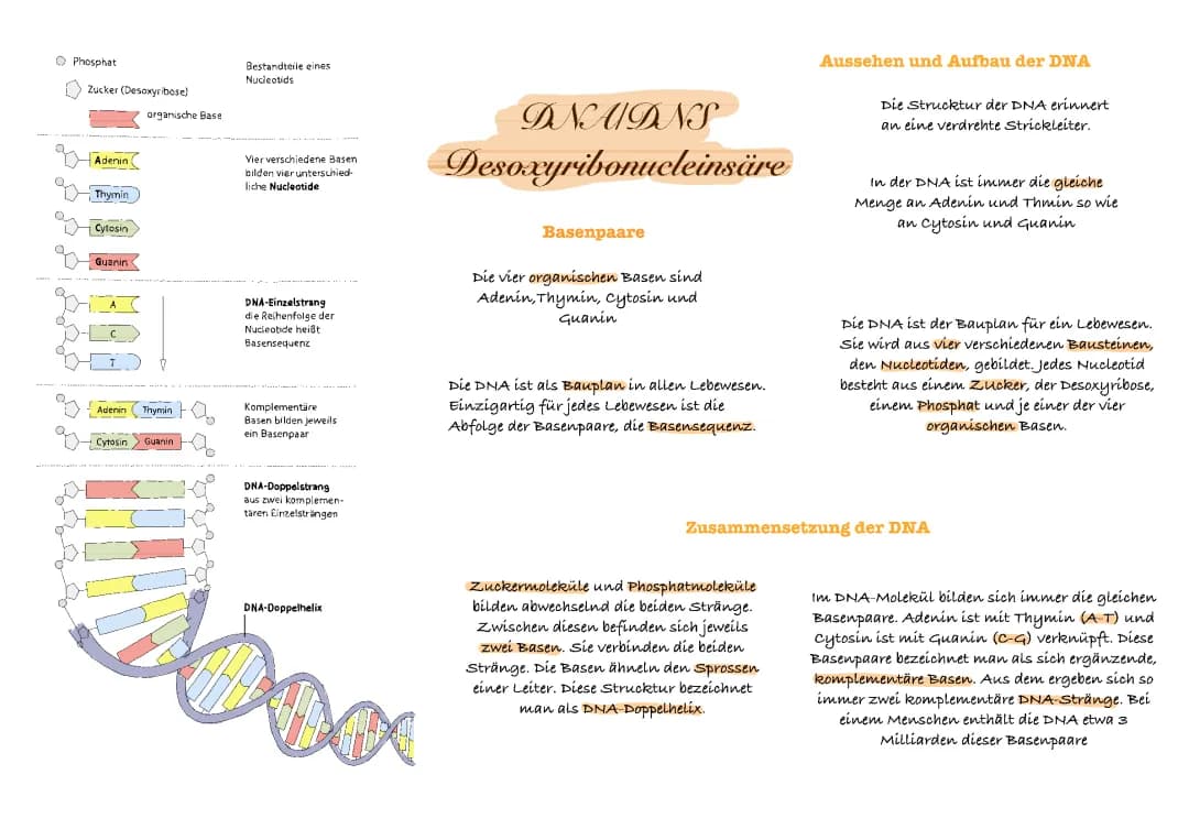 Genetikteil 1