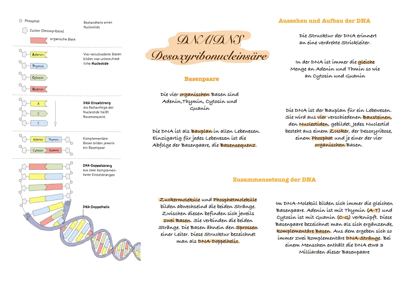 O Phosphat
O
Zucker (Desoxyribose)
Adenin (
Thymin
Cytosin
Guanin
с
T
organische Base
Adenin Thymin
Cytosin Guanin
Bestandteile eines
Nucleo