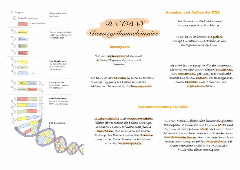 O Phosphat
O
Zucker (Desoxyribose)
Adenin (
Thymin
Cytosin
Guanin
с
T
organische Base
Adenin Thymin
Cytosin Guanin
Bestandteile eines
Nucleo
