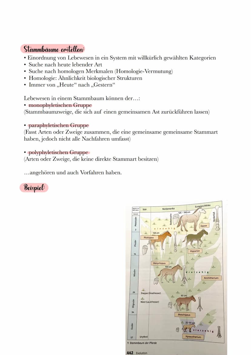 Was ist das?
Evolutionsbezogene Stammbäume veranschaulichen die Entwicklung und
Entstehung von Arten und stellen den Ablauf der Stammesgesch
