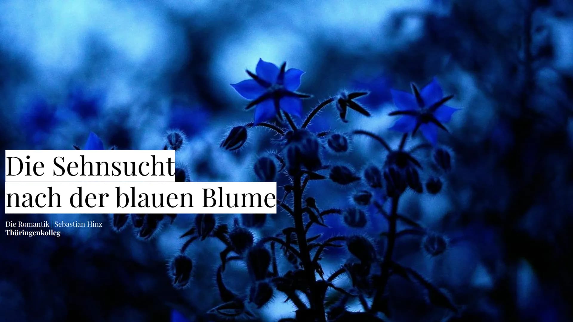 Die Sehnsucht
nach der blauen Blume
Die Romantik Sebastian Hinz
Thüringenkolleg
K Gliederung:
●
●
●
●
●
●
●
●
●
die Farbe Blau
Warum Blumen 