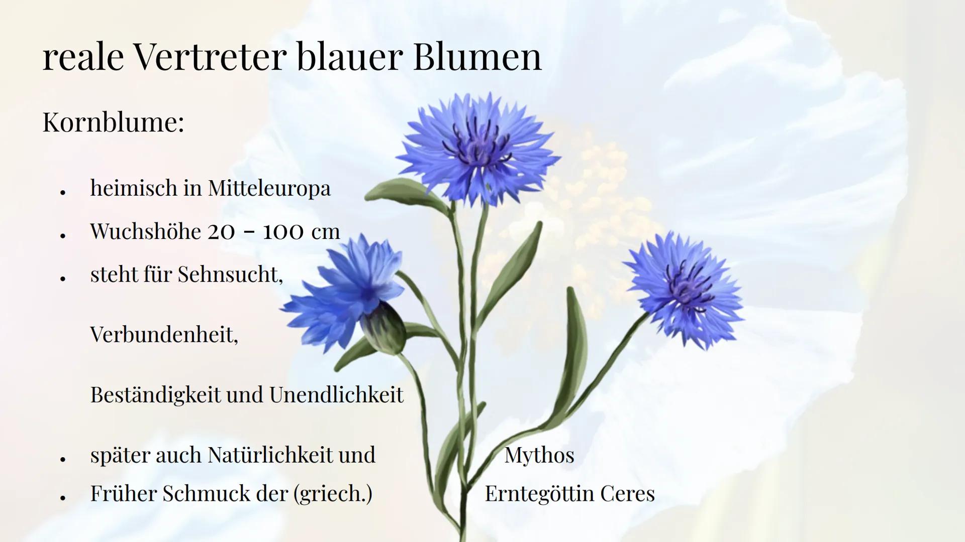 Die Sehnsucht
nach der blauen Blume
Die Romantik Sebastian Hinz
Thüringenkolleg
K Gliederung:
●
●
●
●
●
●
●
●
●
die Farbe Blau
Warum Blumen 