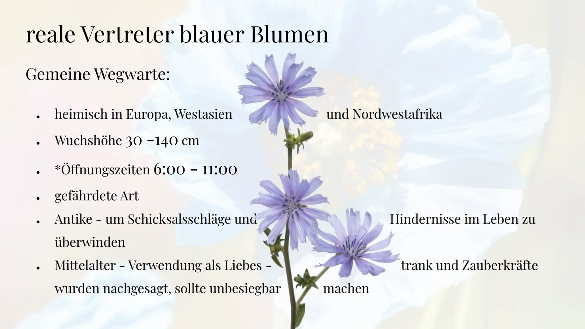 Die Sehnsucht
nach der blauen Blume
Die Romantik Sebastian Hinz
Thüringenkolleg
K Gliederung:
●
●
●
●
●
●
●
●
●
die Farbe Blau
Warum Blumen 