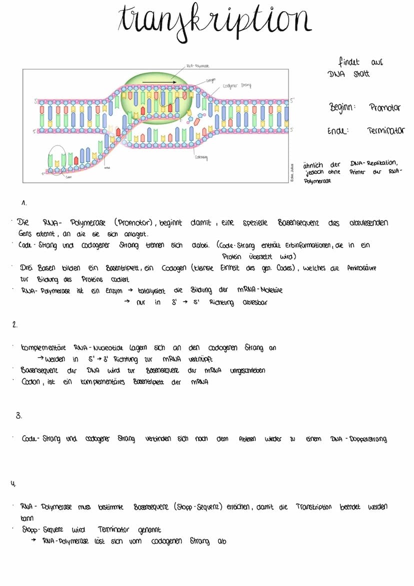 Anderungen in der DNA-Sequenz können die Erbinformation verändern, zerstören oder aber
unauffällig neutral
bleiben.
ursprüngliche
DNA-Sequen