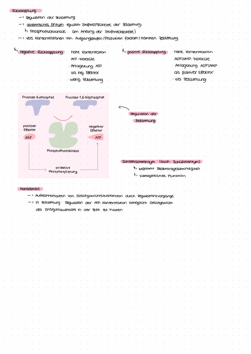 Wiederholung Enzymatik
Stoffwechselkette
E₂
Umsetzung von Stoffen in mehreren
Teilschritten, die von spezifischen
Enzymen katalysiert werden