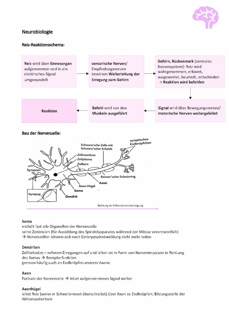 Know Neurobiologie  thumbnail