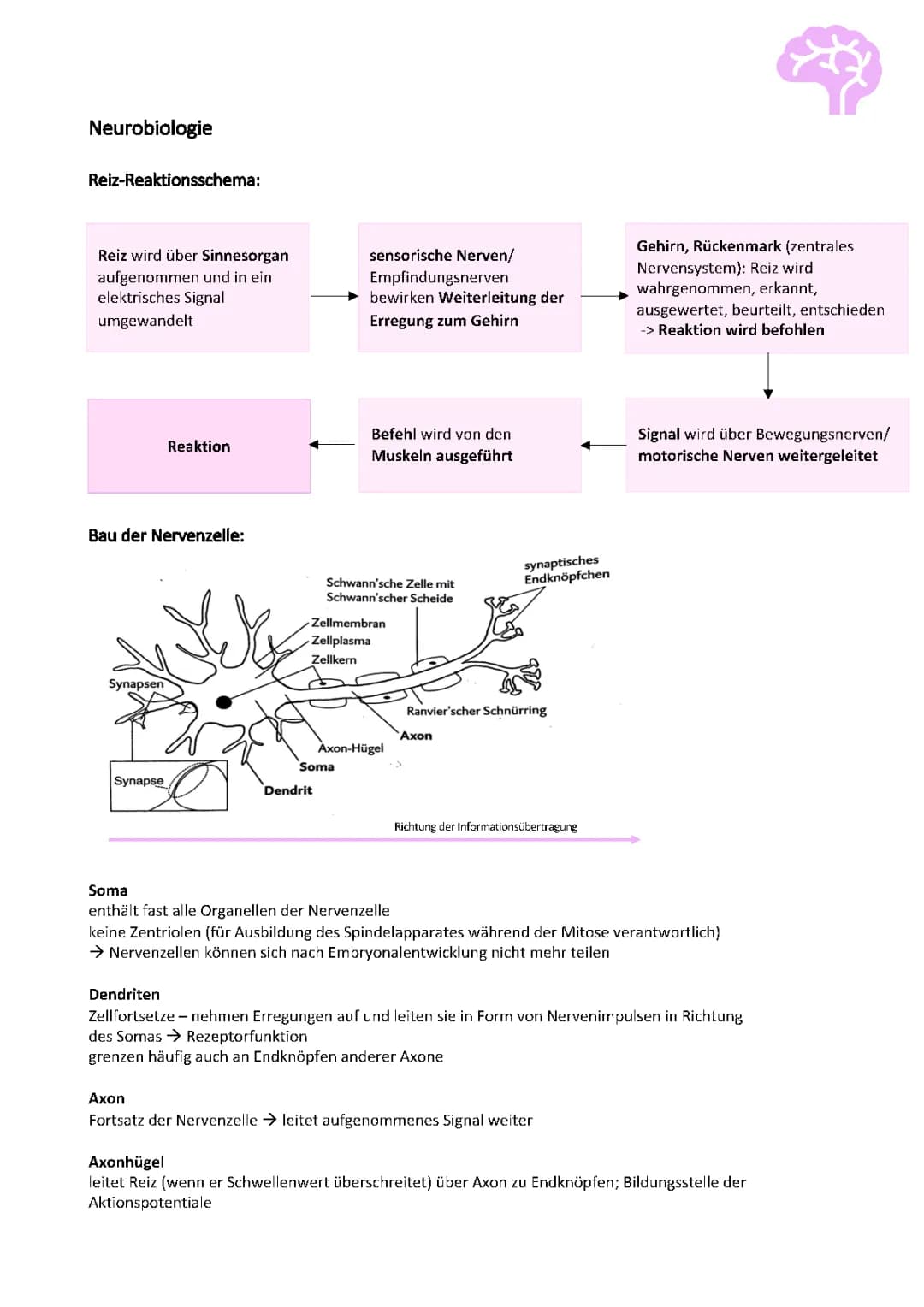 Nervenzellen einfach erklärt: Aufbau, Funktion und Reizweiterleitung