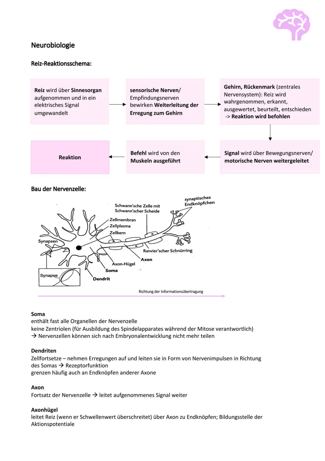 Neurobiologie
Reiz-Reaktionsschema:
Reiz wird über Sinnesorgan
aufgenommen und in ein
elektrisches Signal
umgewandelt
Bau der Nervenzelle:
S