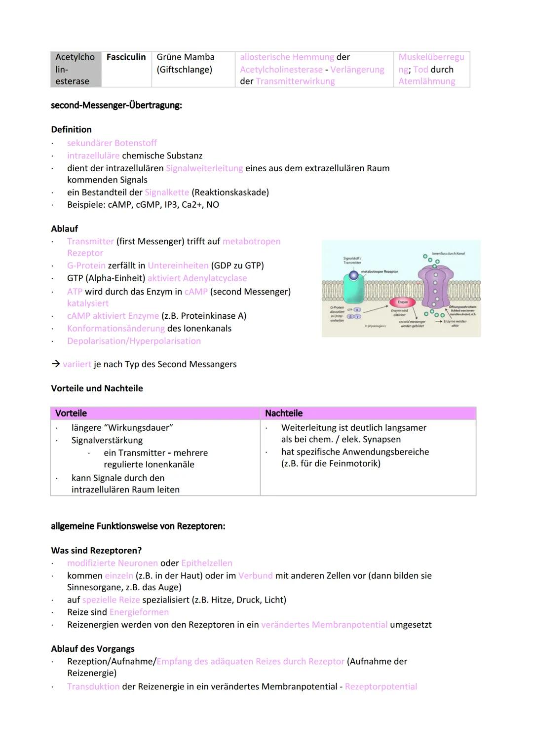 Neurobiologie
Reiz-Reaktionsschema:
Reiz wird über Sinnesorgan
aufgenommen und in ein
elektrisches Signal
umgewandelt
Bau der Nervenzelle:
S