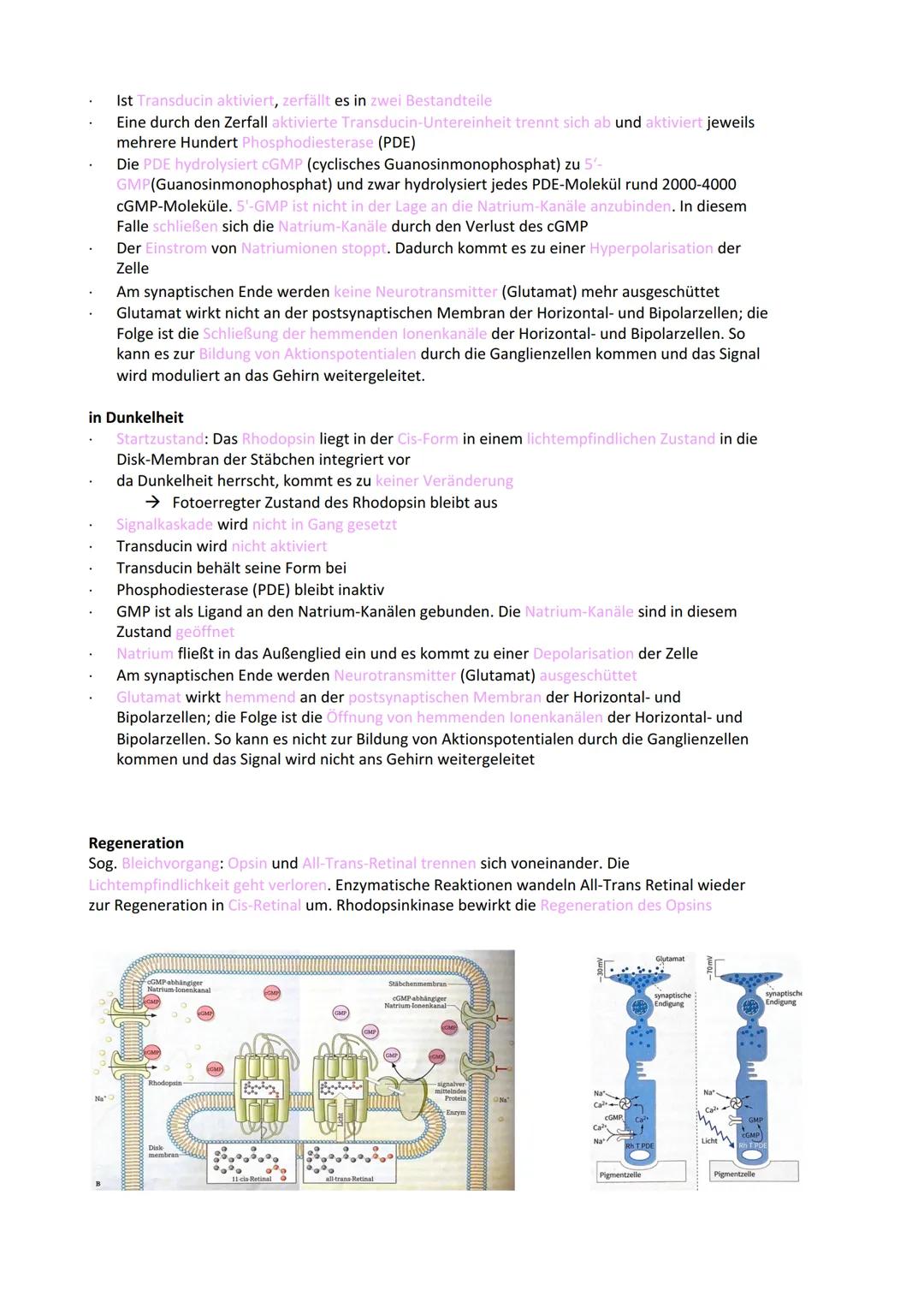 Neurobiologie
Reiz-Reaktionsschema:
Reiz wird über Sinnesorgan
aufgenommen und in ein
elektrisches Signal
umgewandelt
Bau der Nervenzelle:
S