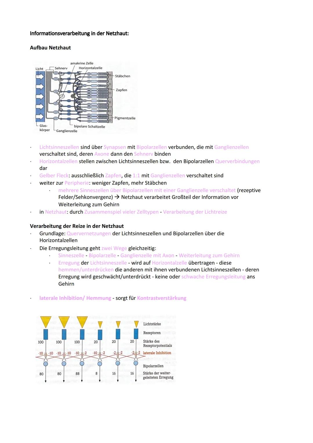 Neurobiologie
Reiz-Reaktionsschema:
Reiz wird über Sinnesorgan
aufgenommen und in ein
elektrisches Signal
umgewandelt
Bau der Nervenzelle:
S