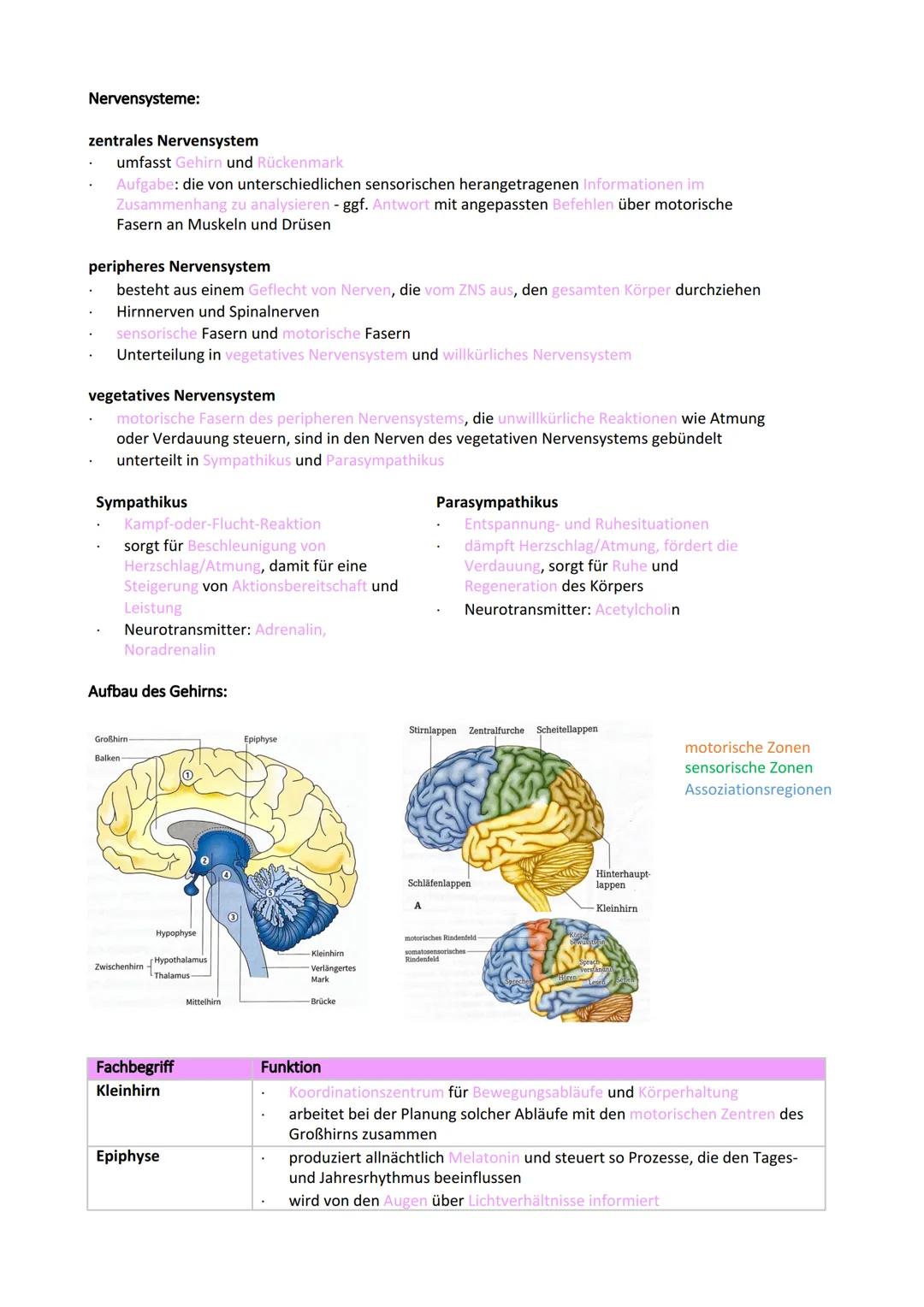 Neurobiologie
Reiz-Reaktionsschema:
Reiz wird über Sinnesorgan
aufgenommen und in ein
elektrisches Signal
umgewandelt
Bau der Nervenzelle:
S