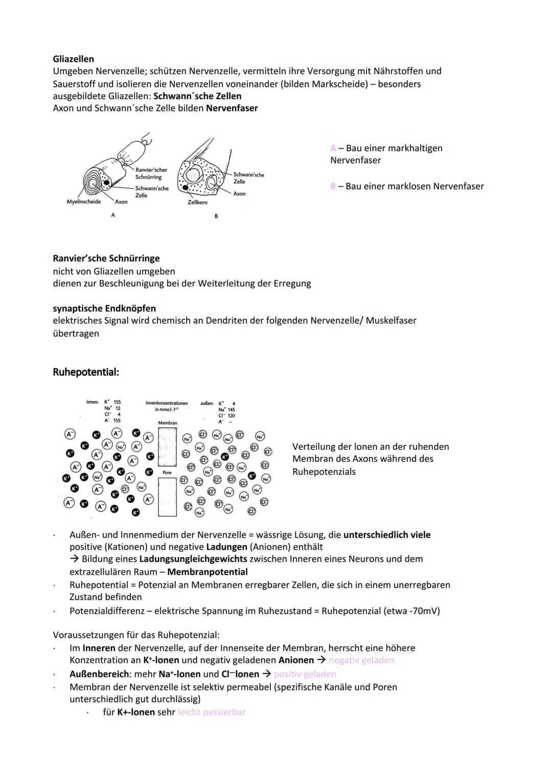 Neurobiologie
Reiz-Reaktionsschema:
Reiz wird über Sinnesorgan
aufgenommen und in ein
elektrisches Signal
umgewandelt
Bau der Nervenzelle:
S