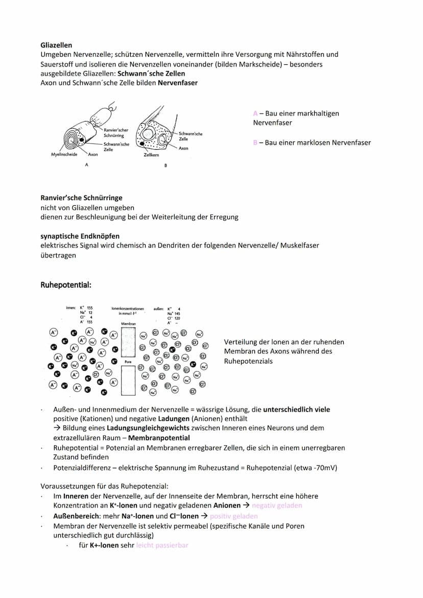 Neurobiologie
Reiz-Reaktionsschema:
Reiz wird über Sinnesorgan
aufgenommen und in ein
elektrisches Signal
umgewandelt
Bau der Nervenzelle:
S