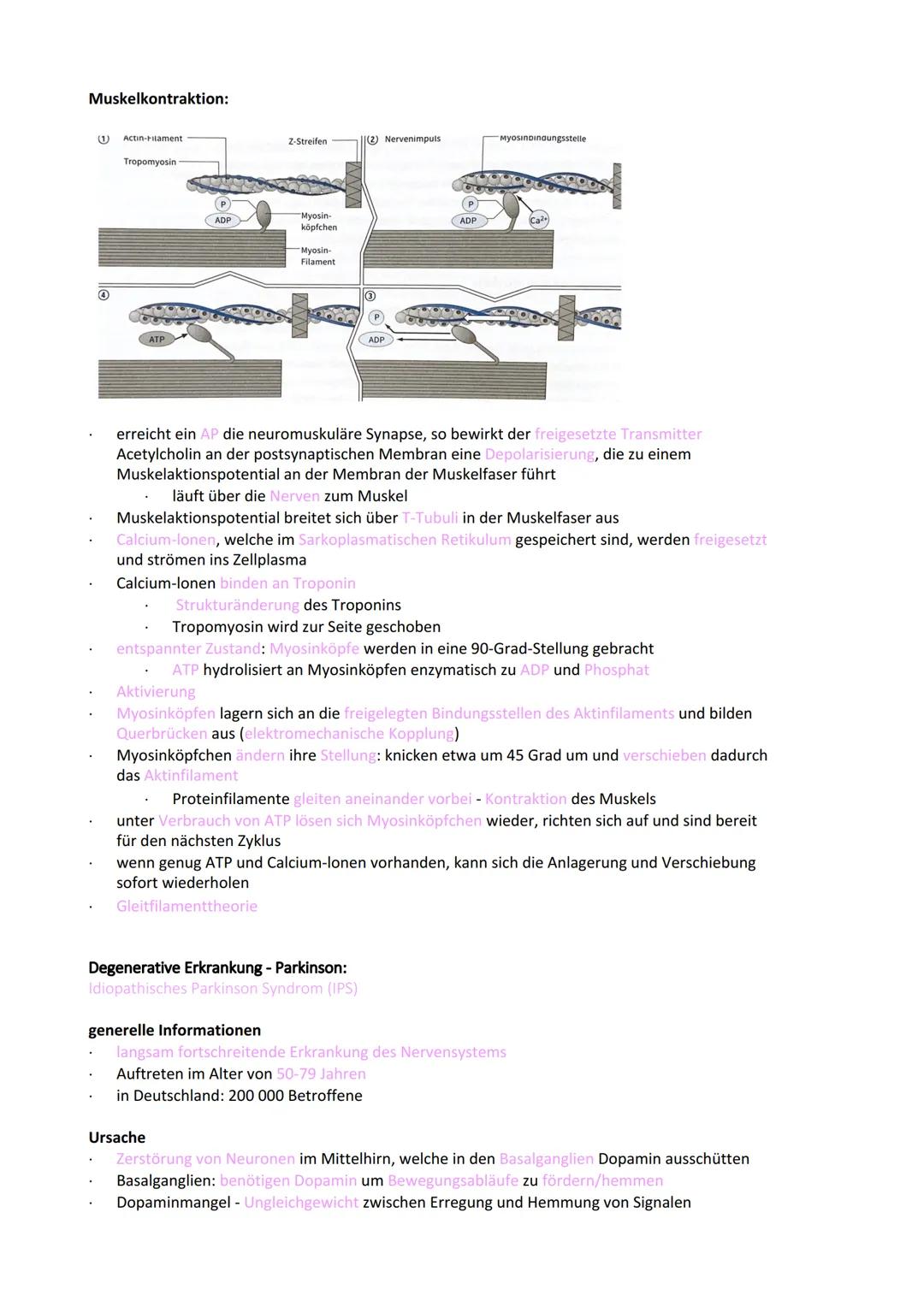 Neurobiologie
Reiz-Reaktionsschema:
Reiz wird über Sinnesorgan
aufgenommen und in ein
elektrisches Signal
umgewandelt
Bau der Nervenzelle:
S