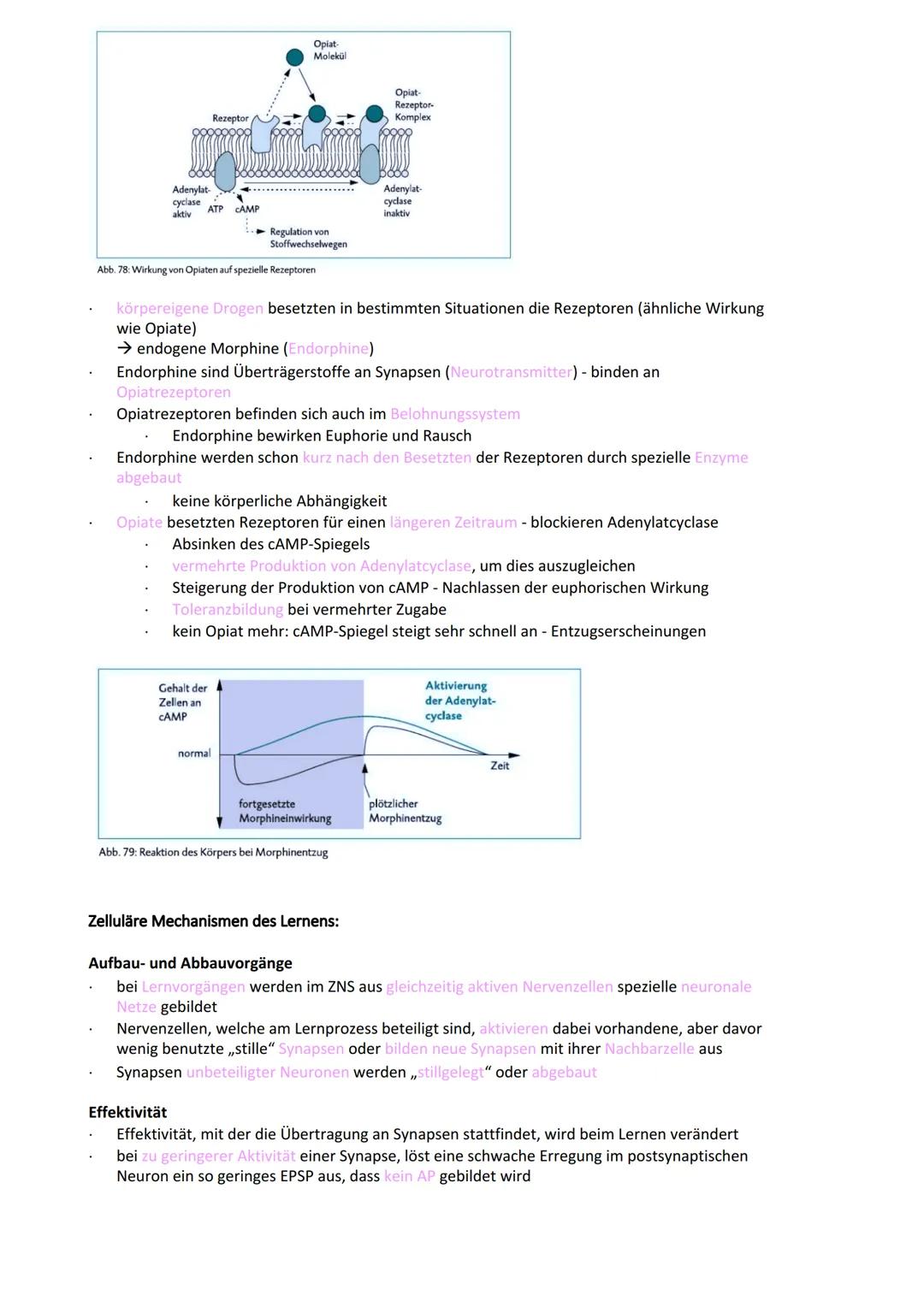 Neurobiologie
Reiz-Reaktionsschema:
Reiz wird über Sinnesorgan
aufgenommen und in ein
elektrisches Signal
umgewandelt
Bau der Nervenzelle:
S