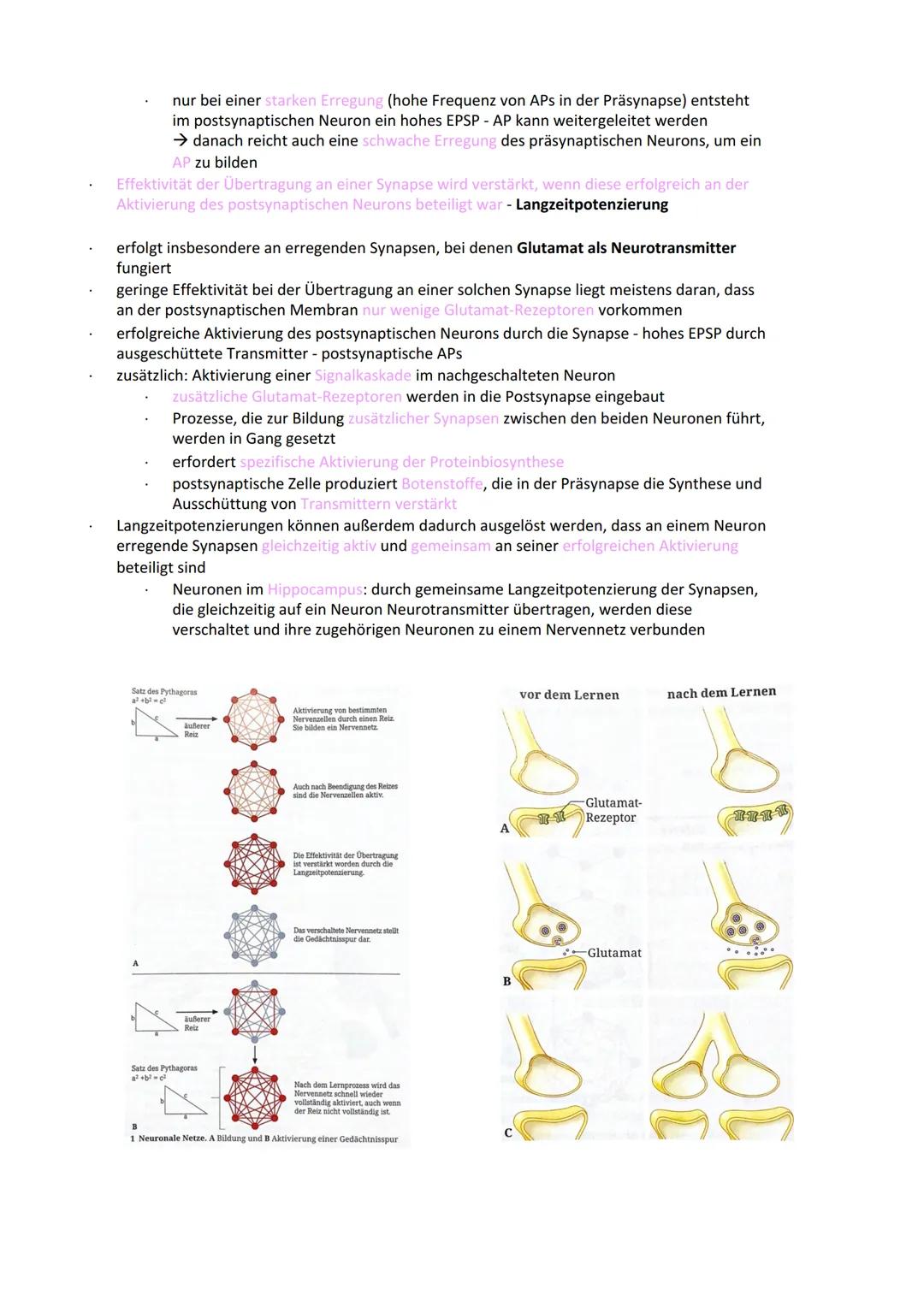 Neurobiologie
Reiz-Reaktionsschema:
Reiz wird über Sinnesorgan
aufgenommen und in ein
elektrisches Signal
umgewandelt
Bau der Nervenzelle:
S