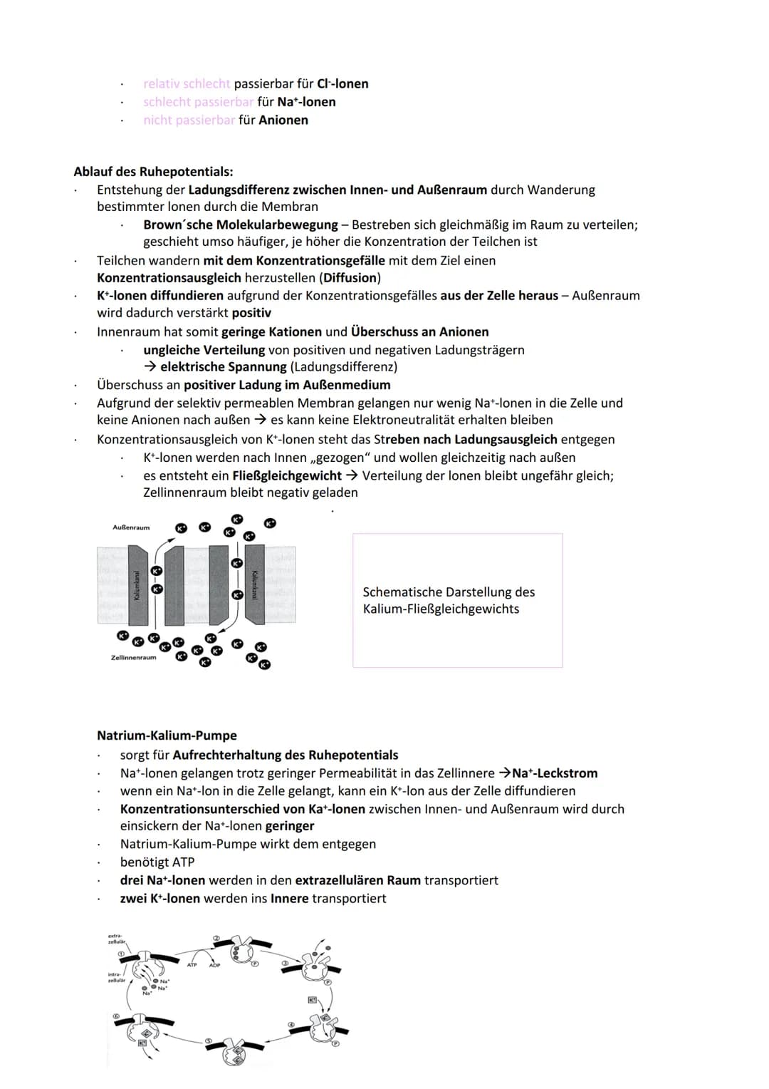 Neurobiologie
Reiz-Reaktionsschema:
Reiz wird über Sinnesorgan
aufgenommen und in ein
elektrisches Signal
umgewandelt
Bau der Nervenzelle:
S