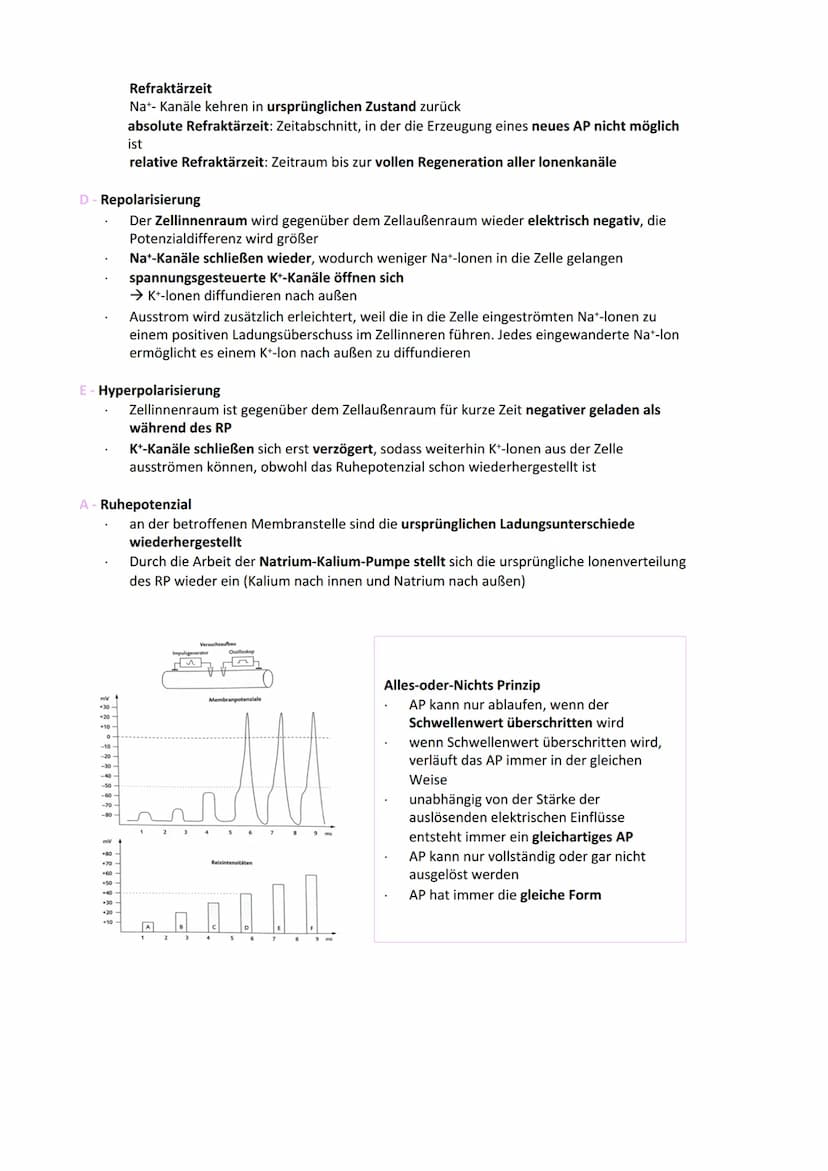 Neurobiologie
Reiz-Reaktionsschema:
Reiz wird über Sinnesorgan
aufgenommen und in ein
elektrisches Signal
umgewandelt
Bau der Nervenzelle:
S