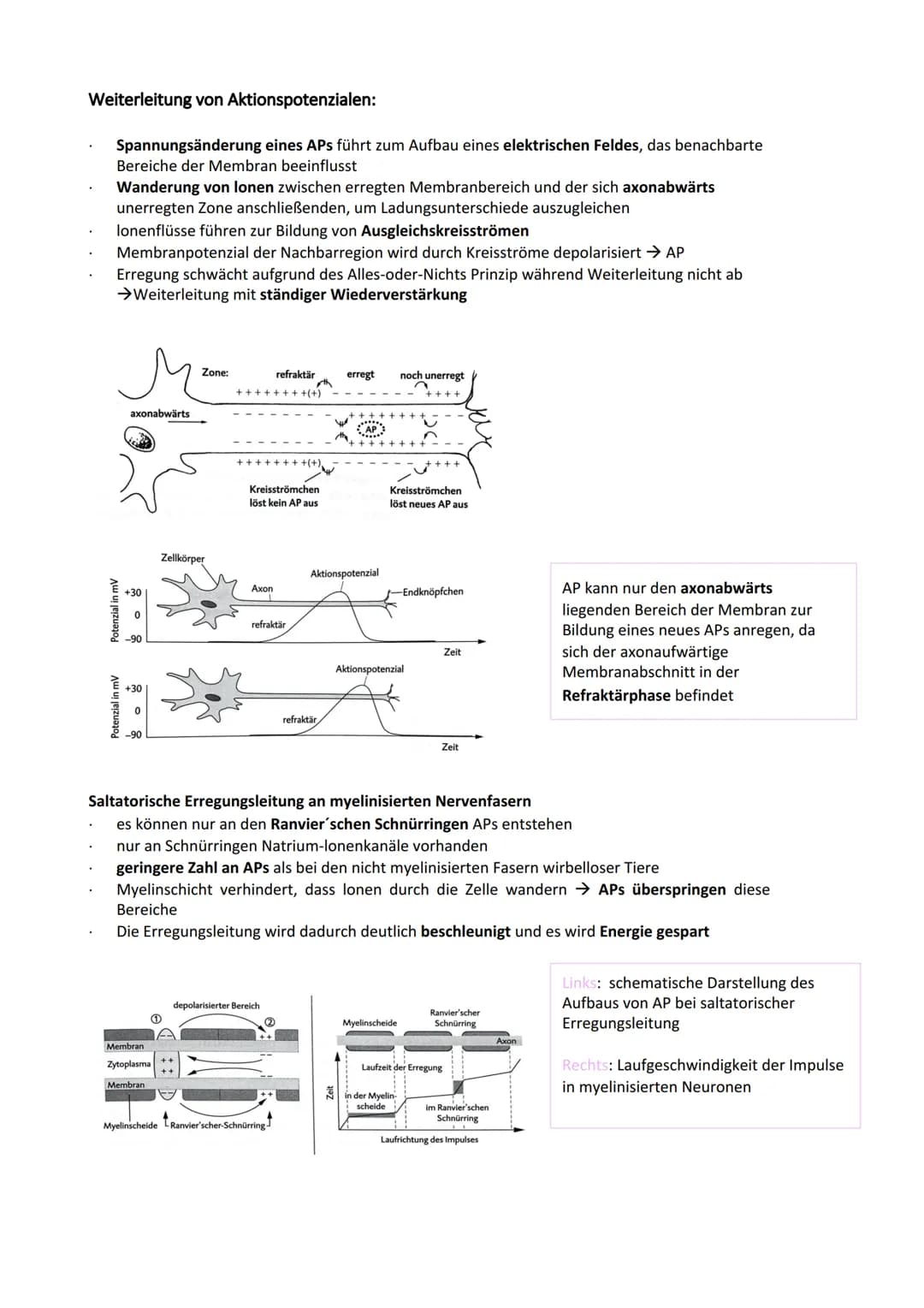 Neurobiologie
Reiz-Reaktionsschema:
Reiz wird über Sinnesorgan
aufgenommen und in ein
elektrisches Signal
umgewandelt
Bau der Nervenzelle:
S