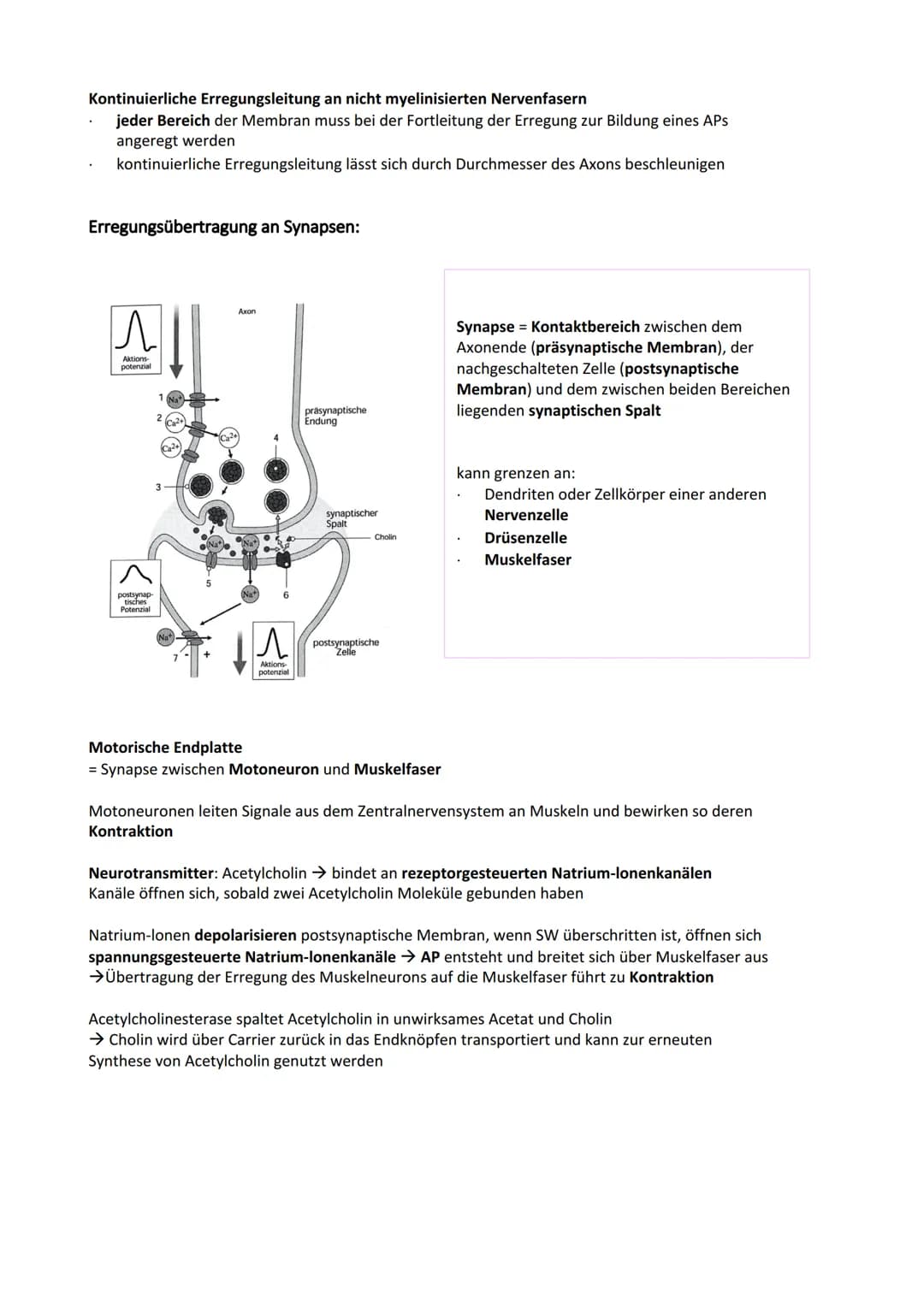 Neurobiologie
Reiz-Reaktionsschema:
Reiz wird über Sinnesorgan
aufgenommen und in ein
elektrisches Signal
umgewandelt
Bau der Nervenzelle:
S