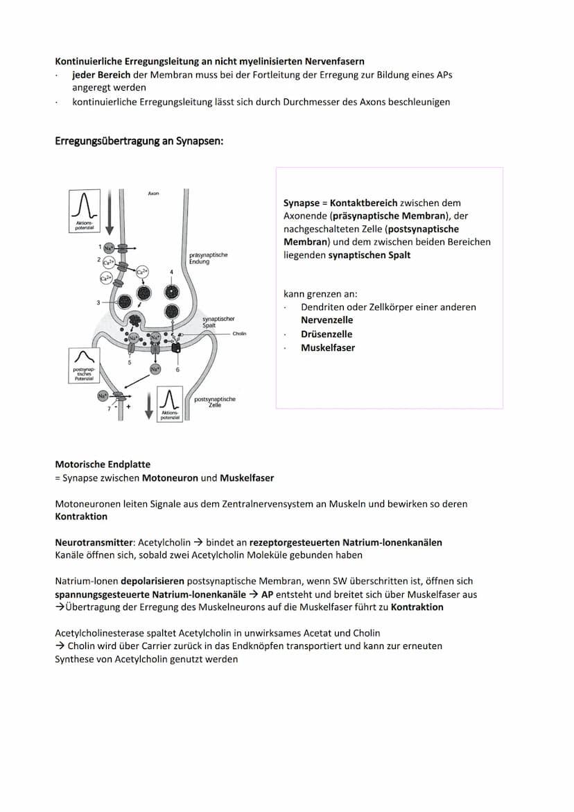 Neurobiologie
Reiz-Reaktionsschema:
Reiz wird über Sinnesorgan
aufgenommen und in ein
elektrisches Signal
umgewandelt
Bau der Nervenzelle:
S