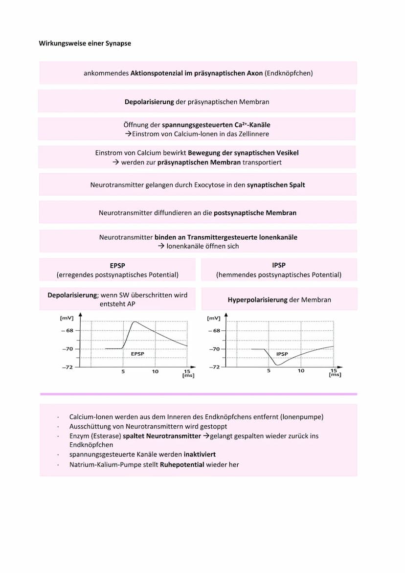 Neurobiologie
Reiz-Reaktionsschema:
Reiz wird über Sinnesorgan
aufgenommen und in ein
elektrisches Signal
umgewandelt
Bau der Nervenzelle:
S