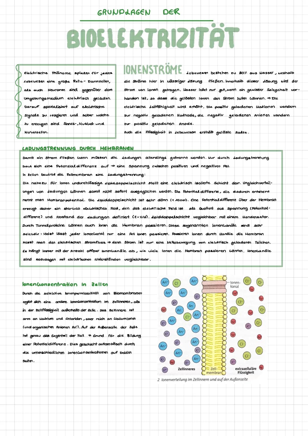 Bioelektrizität 