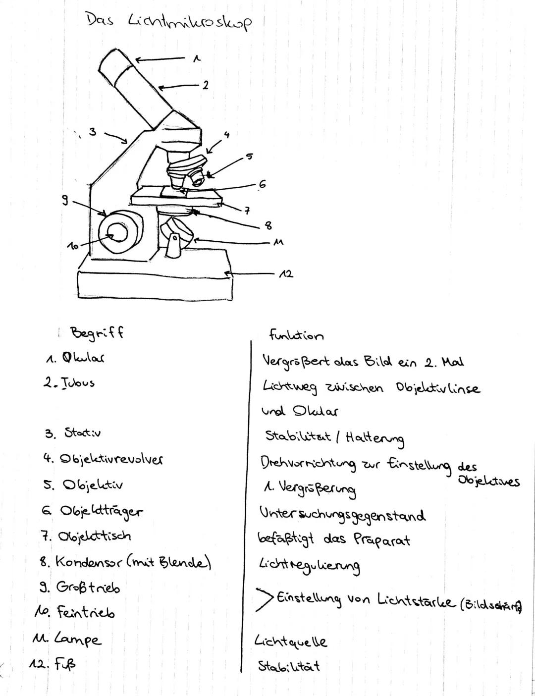 Lichtmikroskop: Aufbau und Funktionsweise erklärt